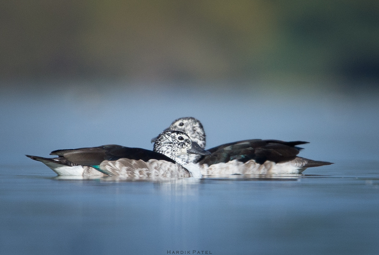 Nikon D4S sample photo. Knob billed duck photography