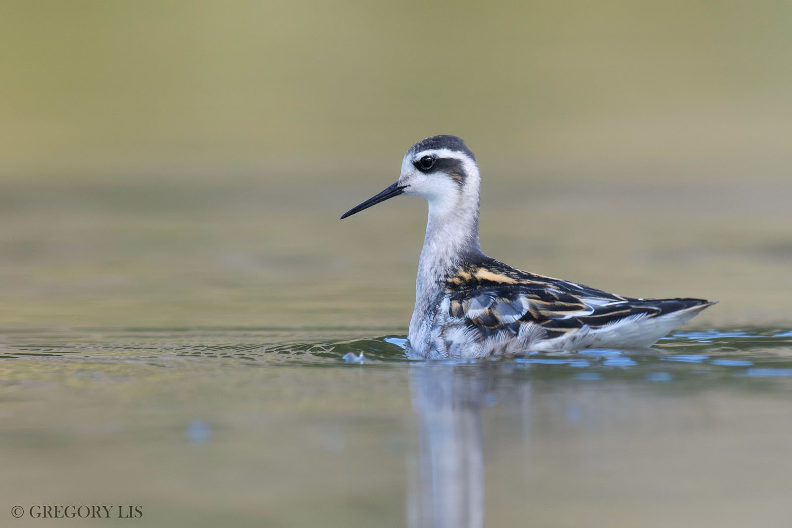 Nikon D7200 + Nikon AF-S Nikkor 500mm F4G ED VR sample photo. Red-necked phalarope photography