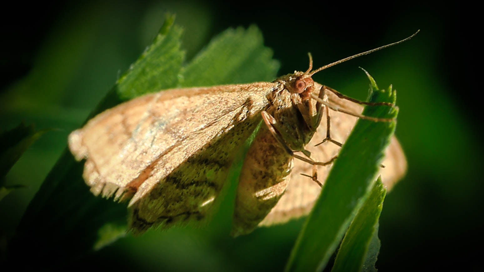 Canon EOS 6D + Canon EF 100mm F2.8L Macro IS USM sample photo. Equilibrium photography