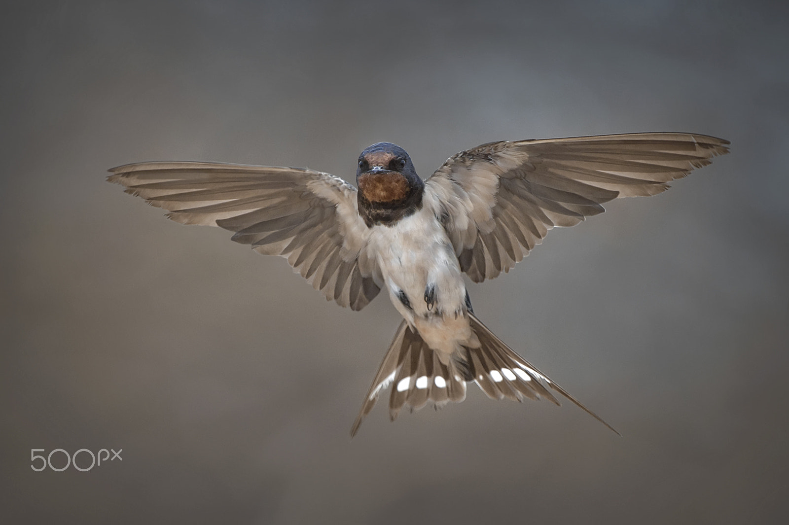 Nikon D4S sample photo. Barn swallow photography