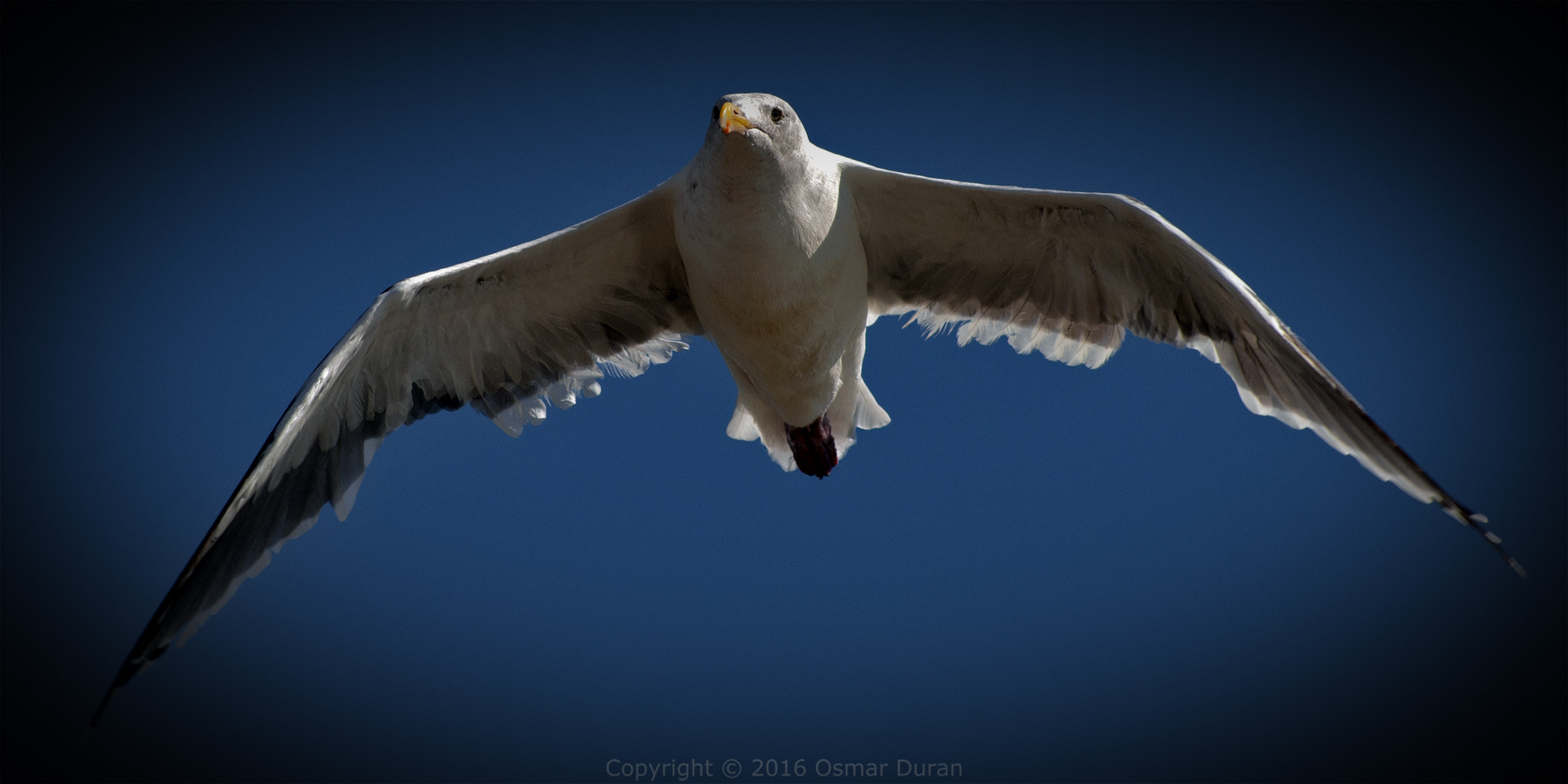 AF Nikkor 70-210mm f/4-5.6 sample photo. Overhead photography
