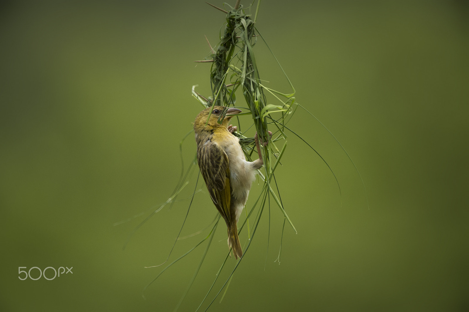 Nikon D4S sample photo. Weaves the nest photography