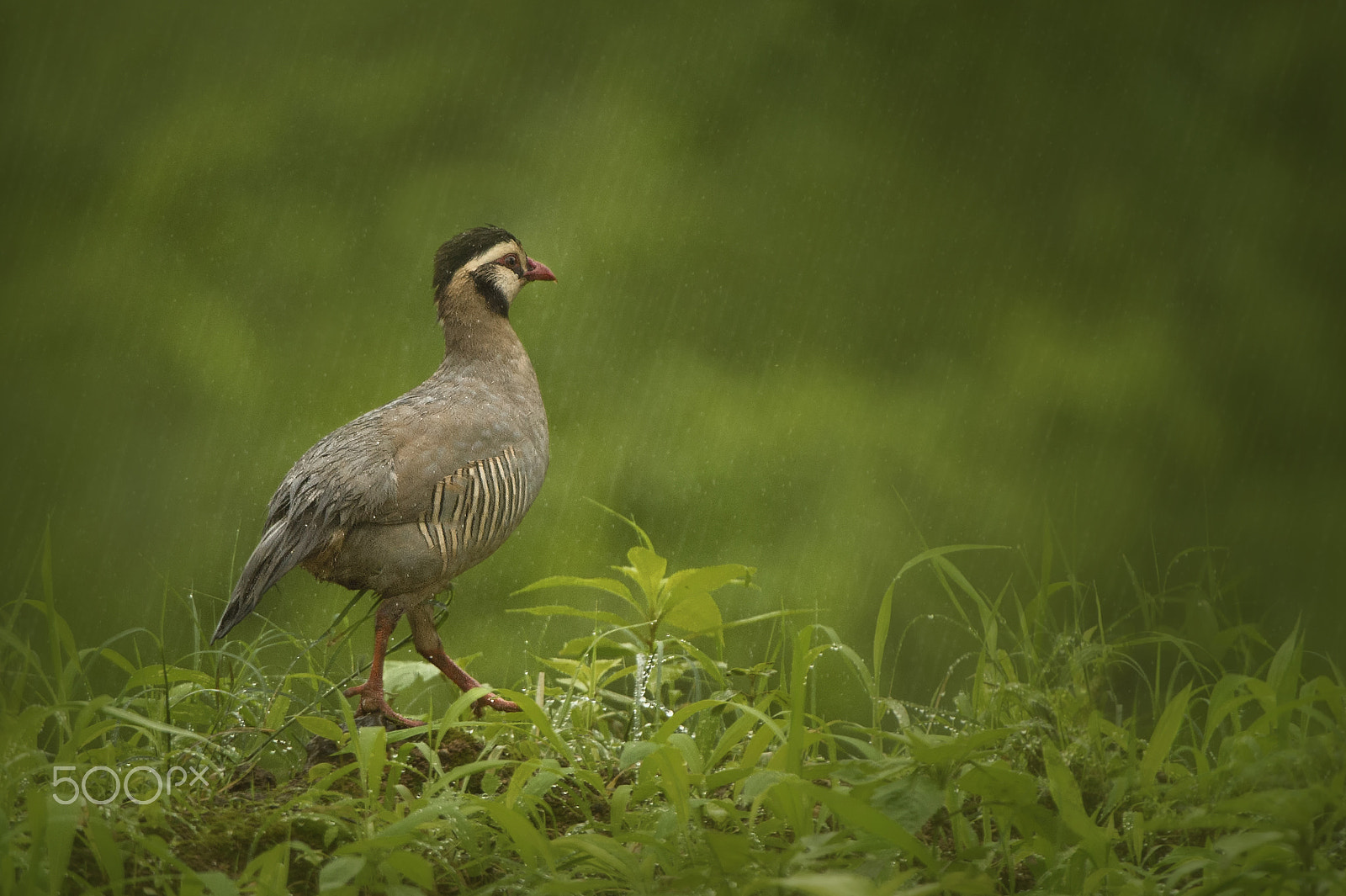 Nikon D4S sample photo. Under the rain photography