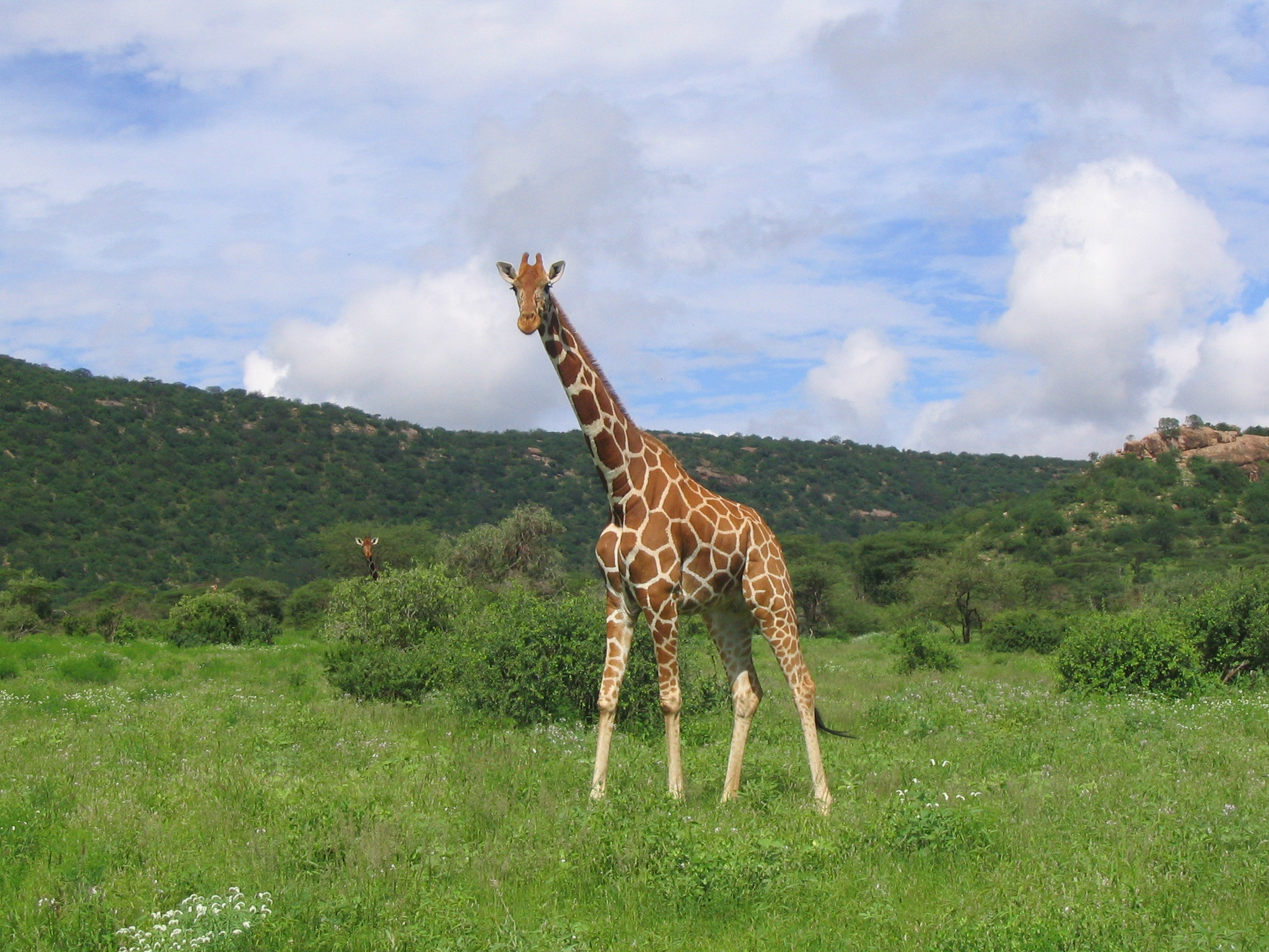 Canon POWERSHOT A70 sample photo. Samburu giraffe 1 photography