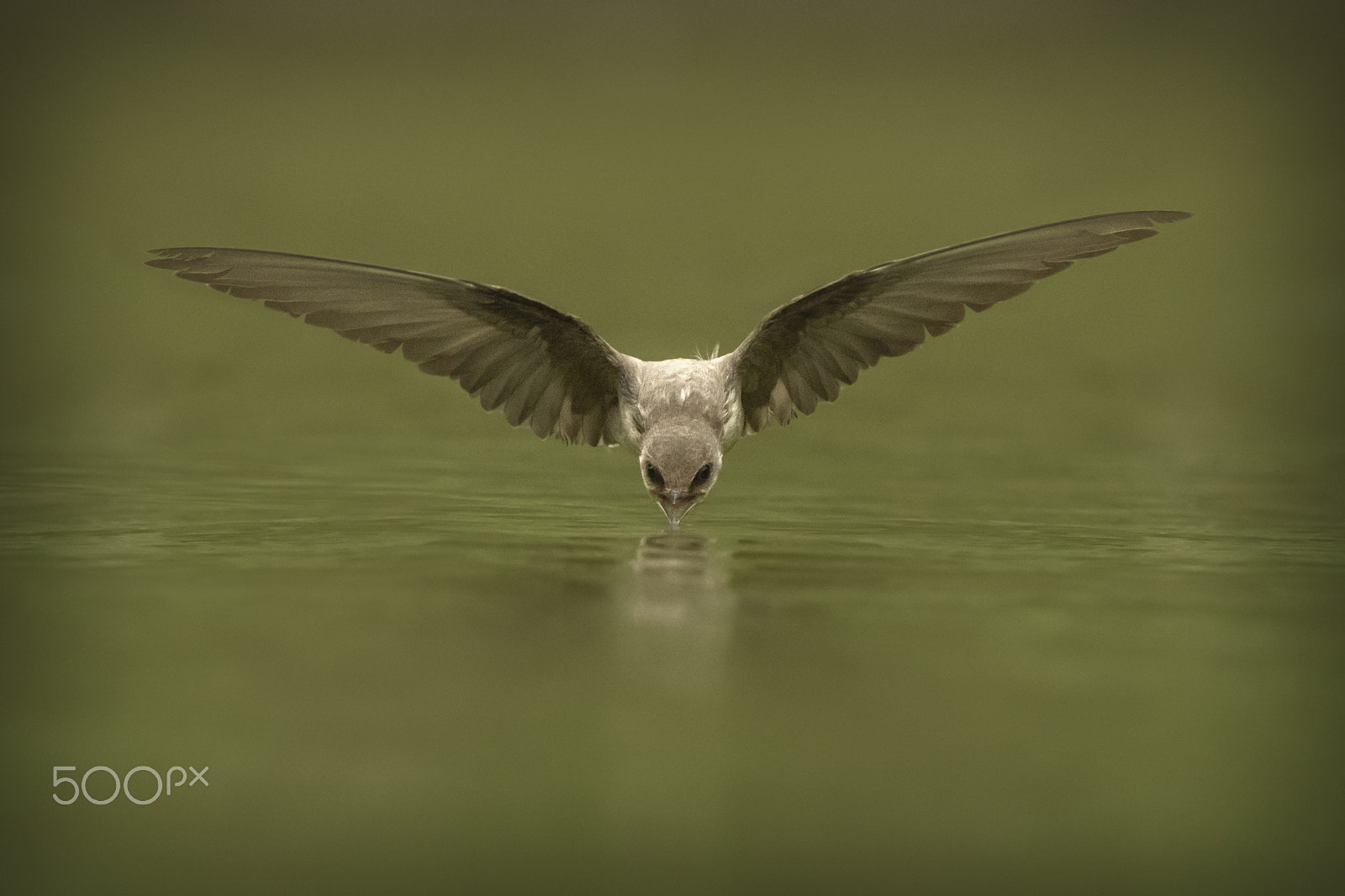 Nikon D500 sample photo. Pale martin photography