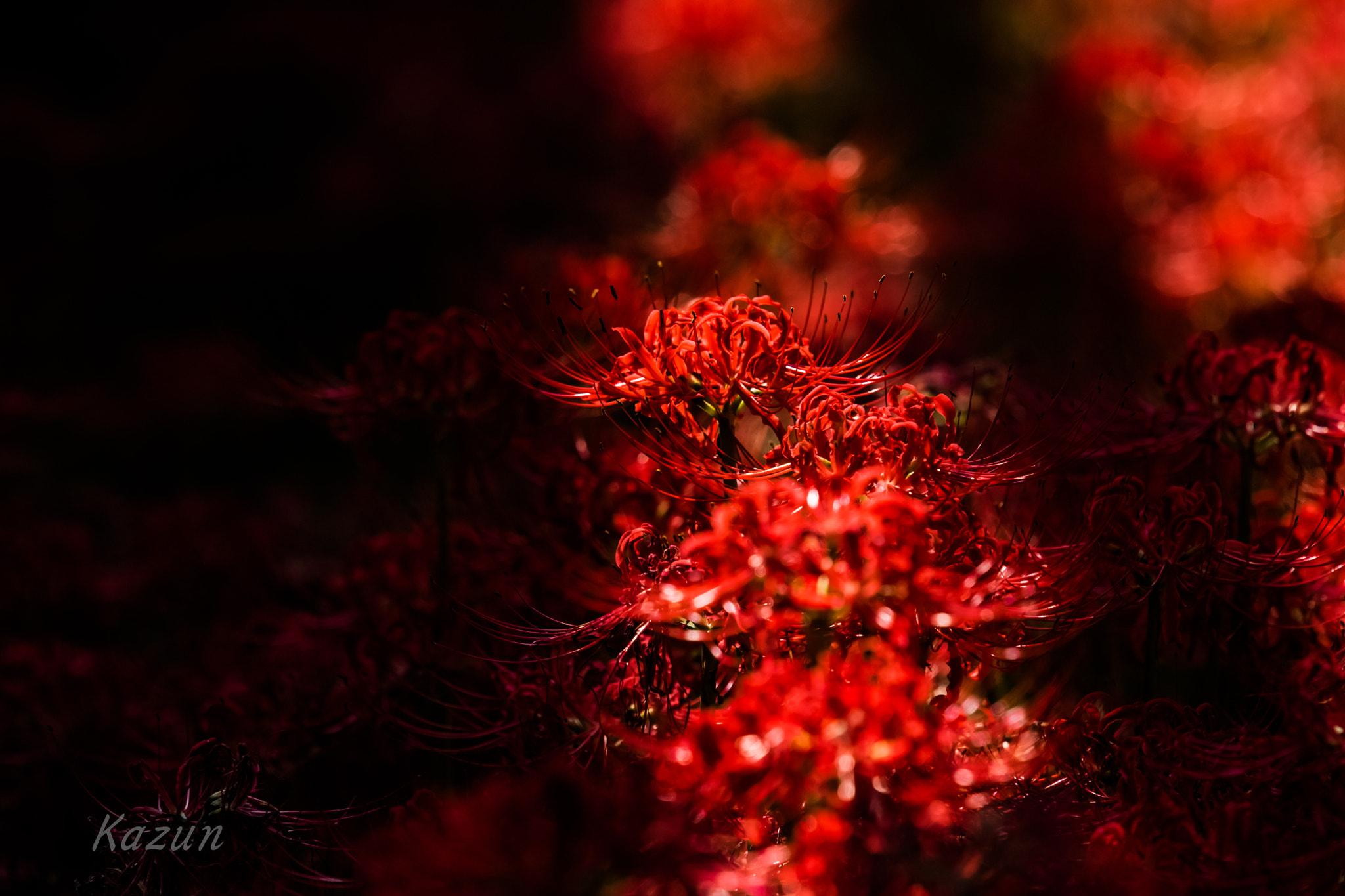 Nikon Nikkor AF-S 300mm F4E PF ED VR sample photo. Red drive! photography