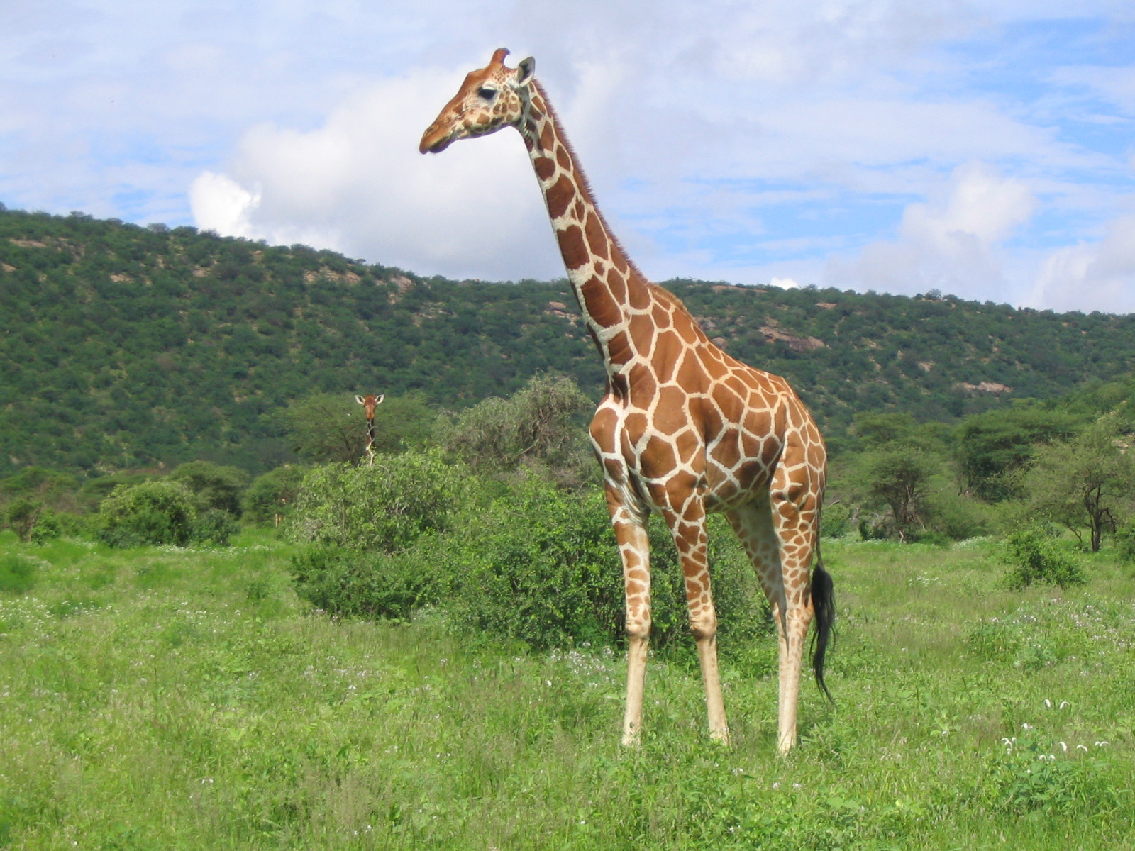 Canon POWERSHOT A70 sample photo. Samburu giraffe 2 photography