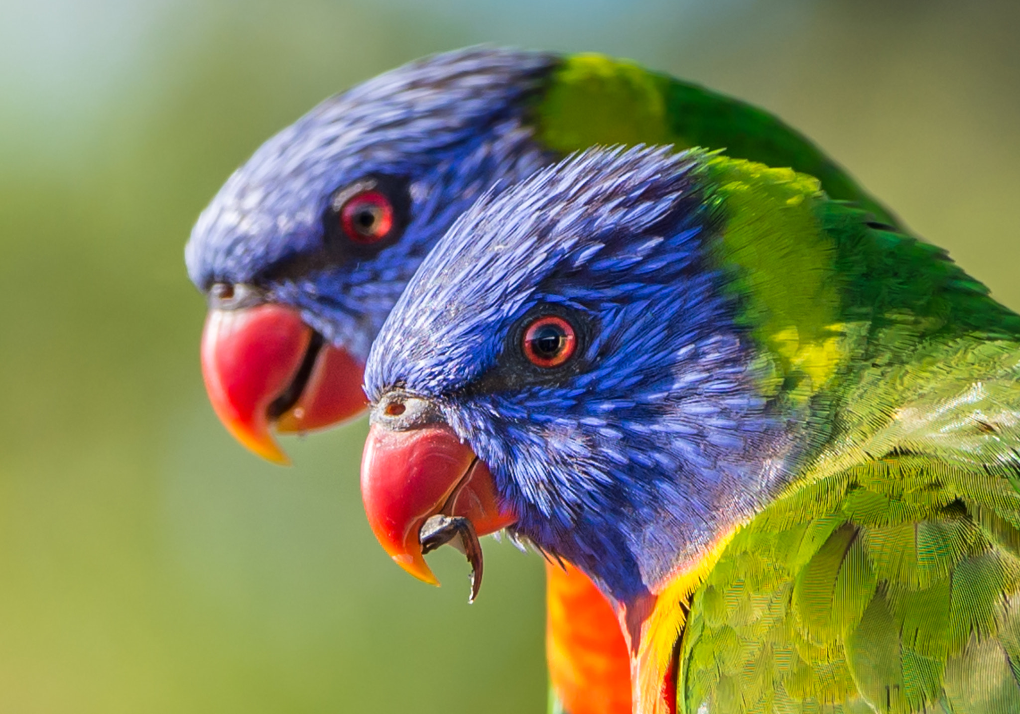 Nikon D600 sample photo. Rainbow lorikeets photography