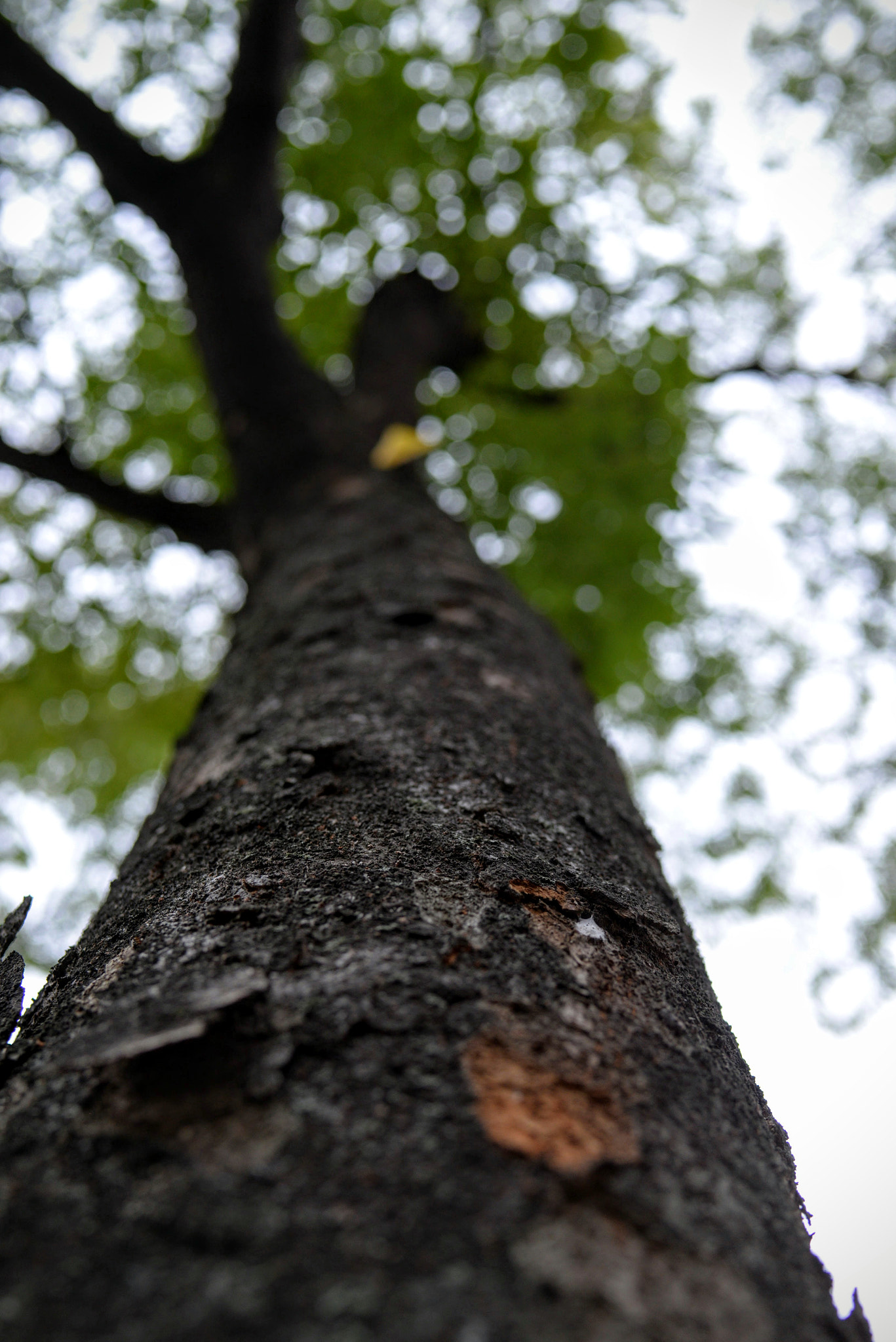 Nikon D610 + Tamron SP 35mm F1.8 Di VC USD sample photo. Tree photography