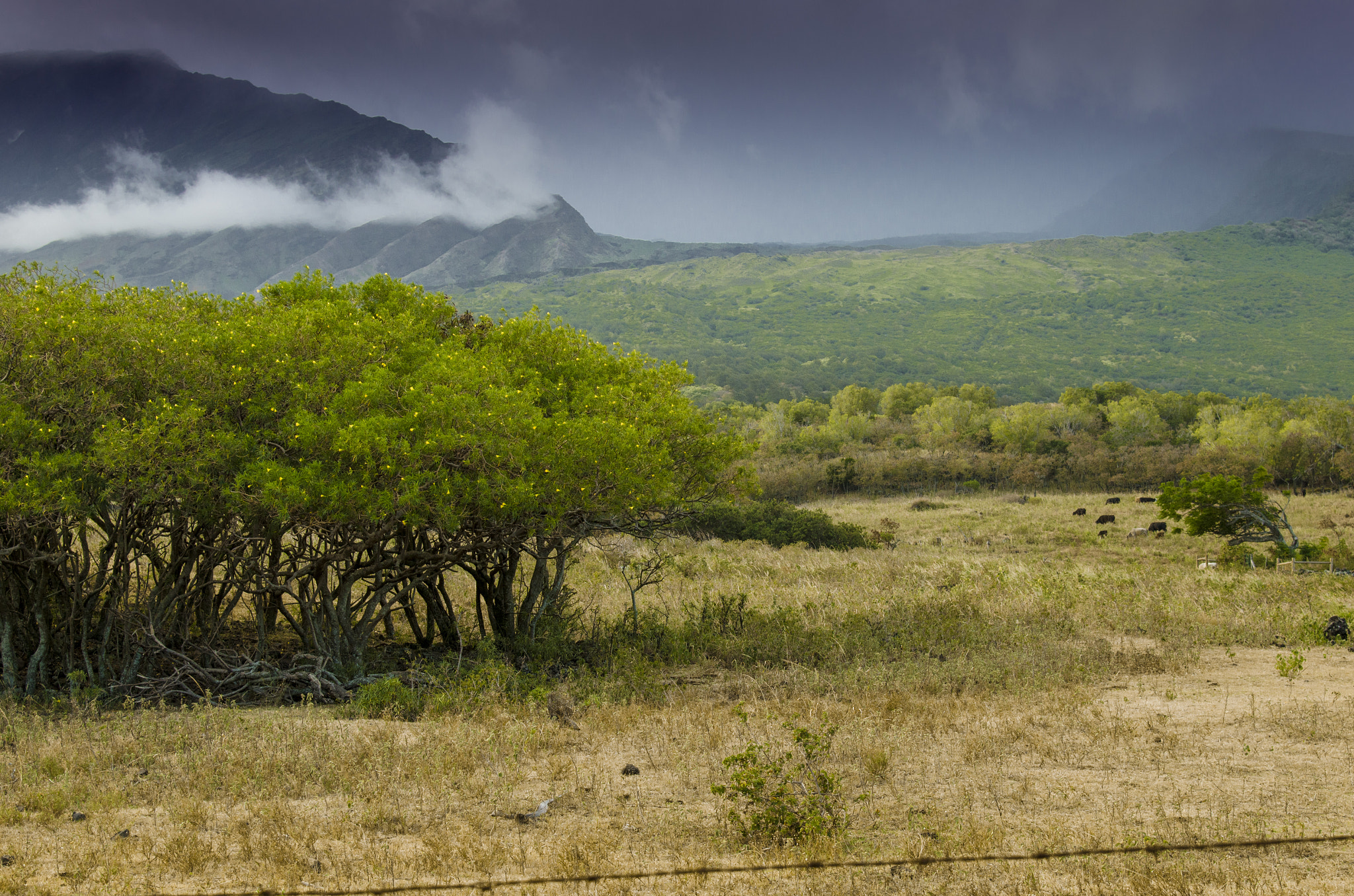 Nikon AF-S Nikkor 24-120mm F4G ED VR sample photo. Before storm photography