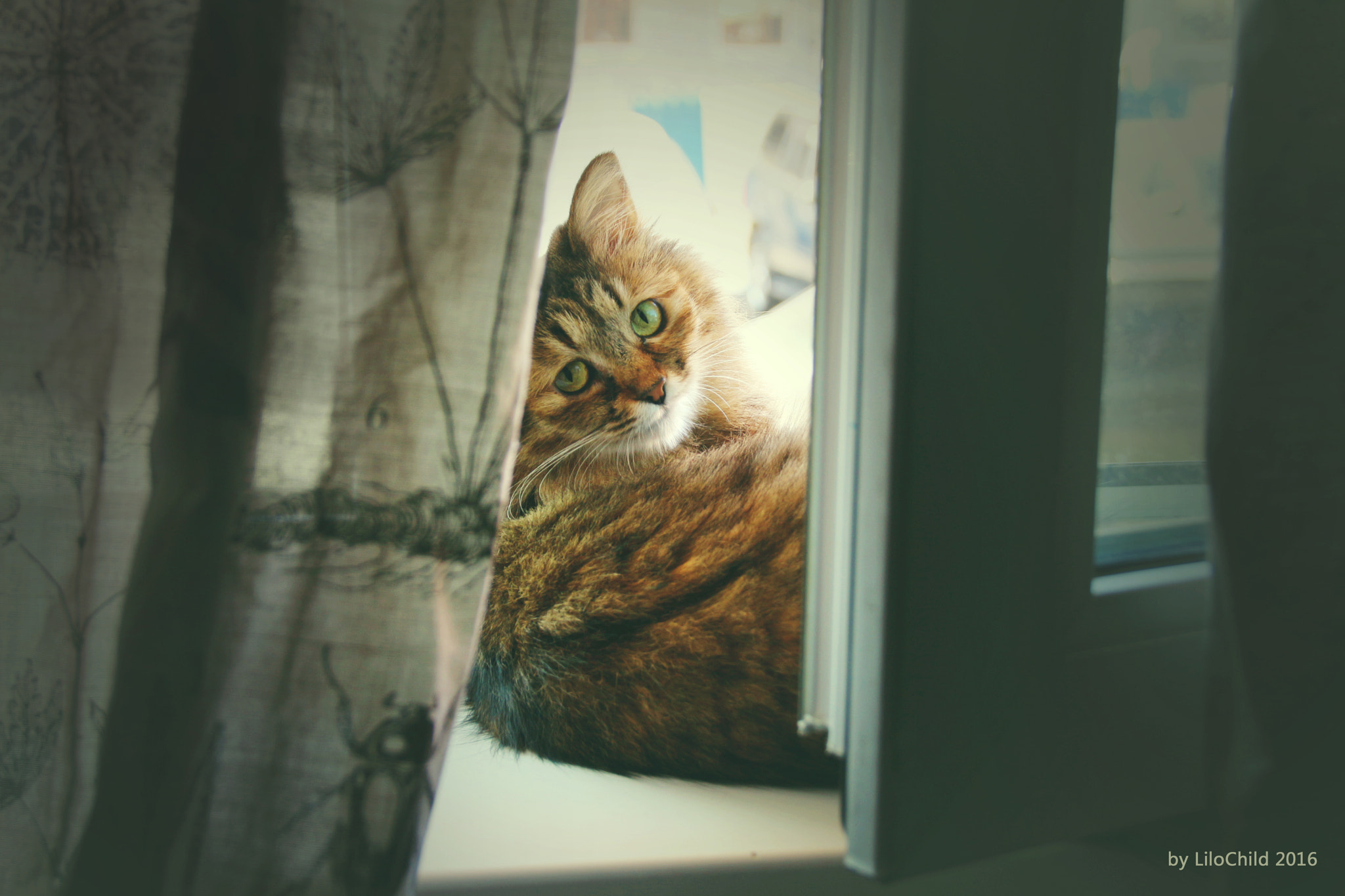 Canon EOS 100D (EOS Rebel SL1 / EOS Kiss X7) sample photo. Cat photography