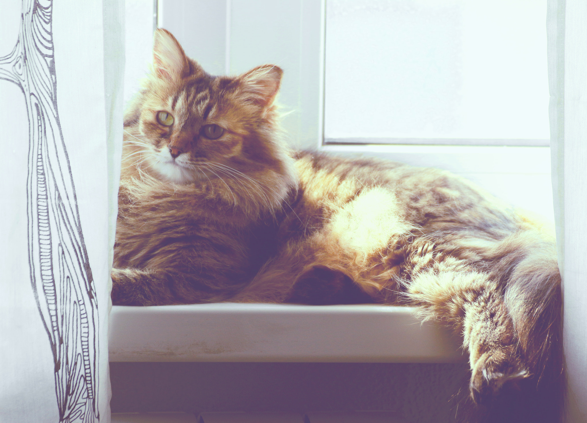 Tamron SP 35mm F1.8 Di VC USD sample photo. Cat photography