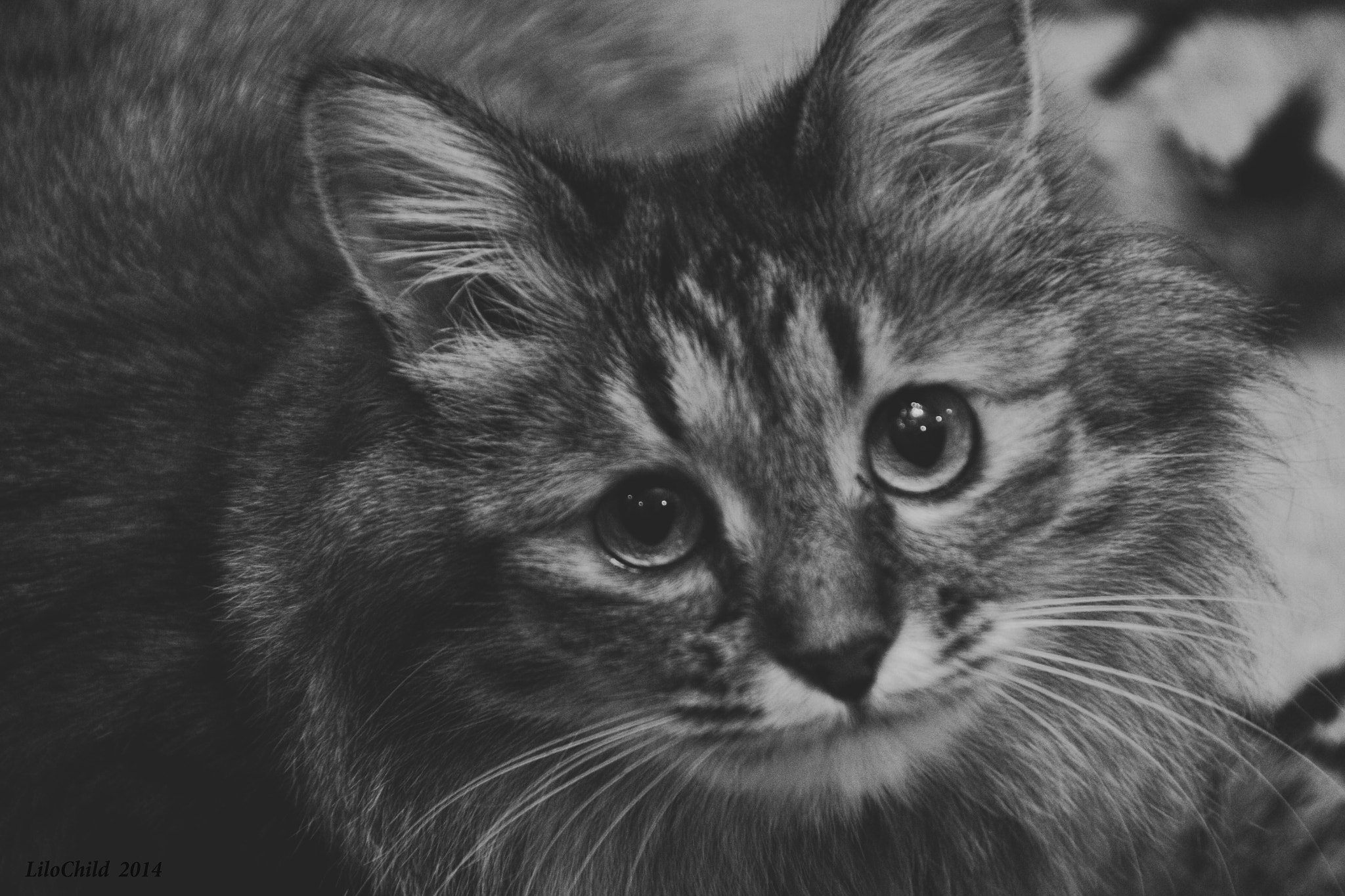 Canon EOS 100D (EOS Rebel SL1 / EOS Kiss X7) sample photo. Cat photography