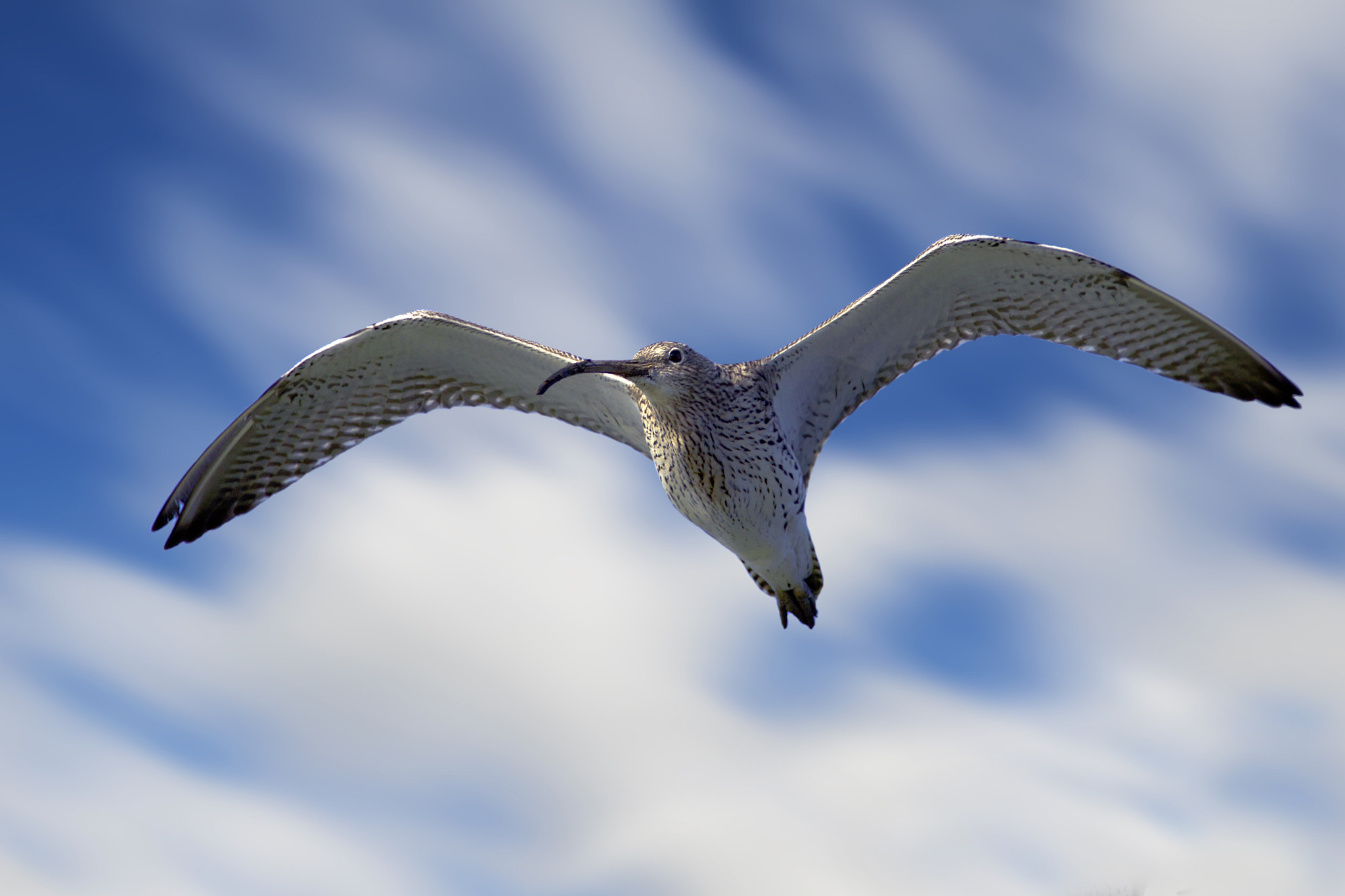 Canon EOS 7D + Sigma 8-16mm F4.5-5.6 DC HSM sample photo. Eurasian curlew photography