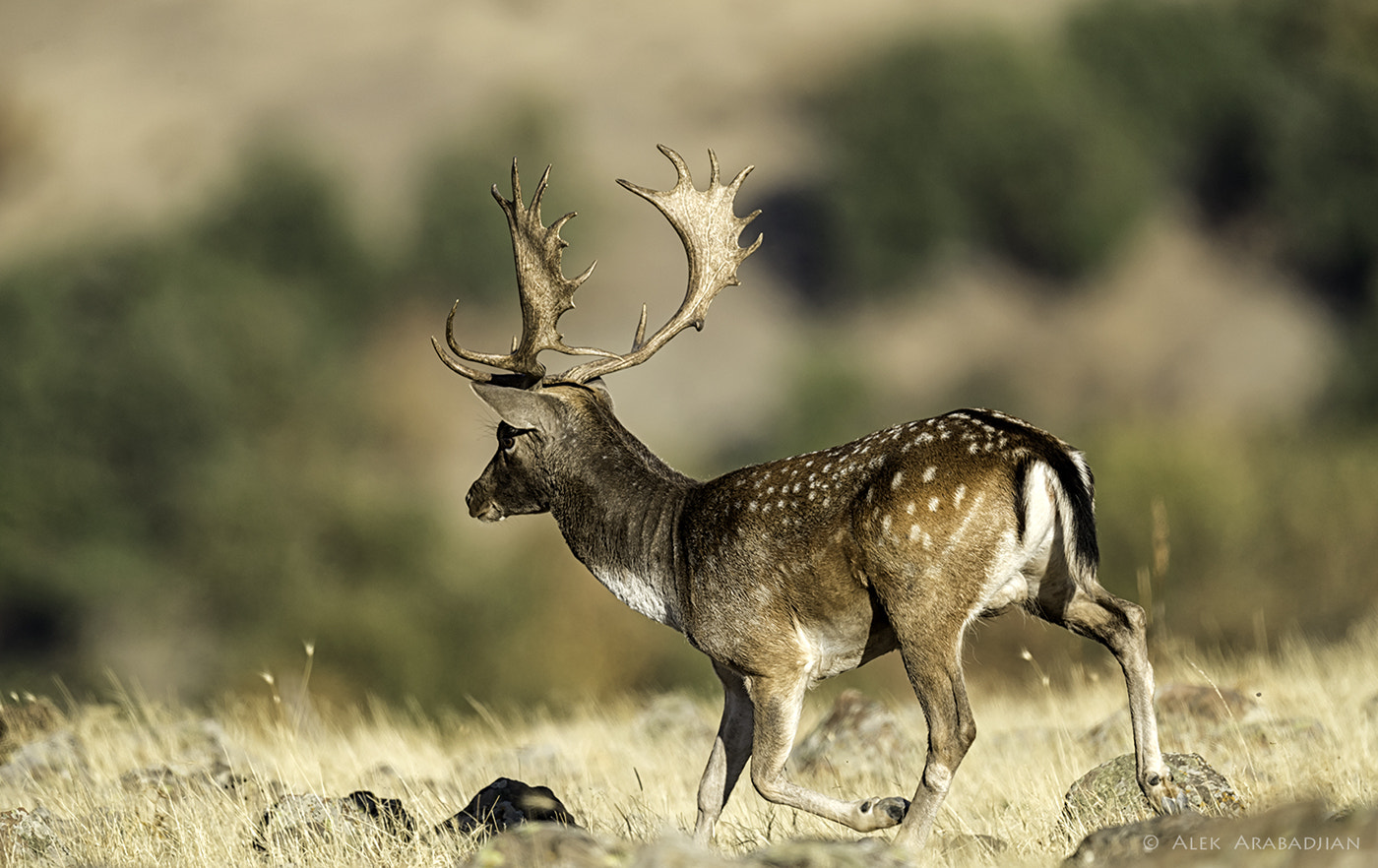 Nikon AF-S Nikkor 800mm F5.6E FL ED VR sample photo. Cool and fast photography