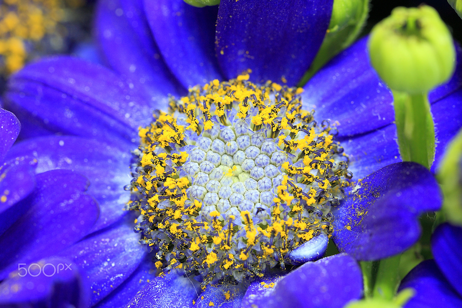 Canon EF 100mm F2.8L Macro IS USM sample photo. 宝蓝瓜叶菊（花蕊特写） photography