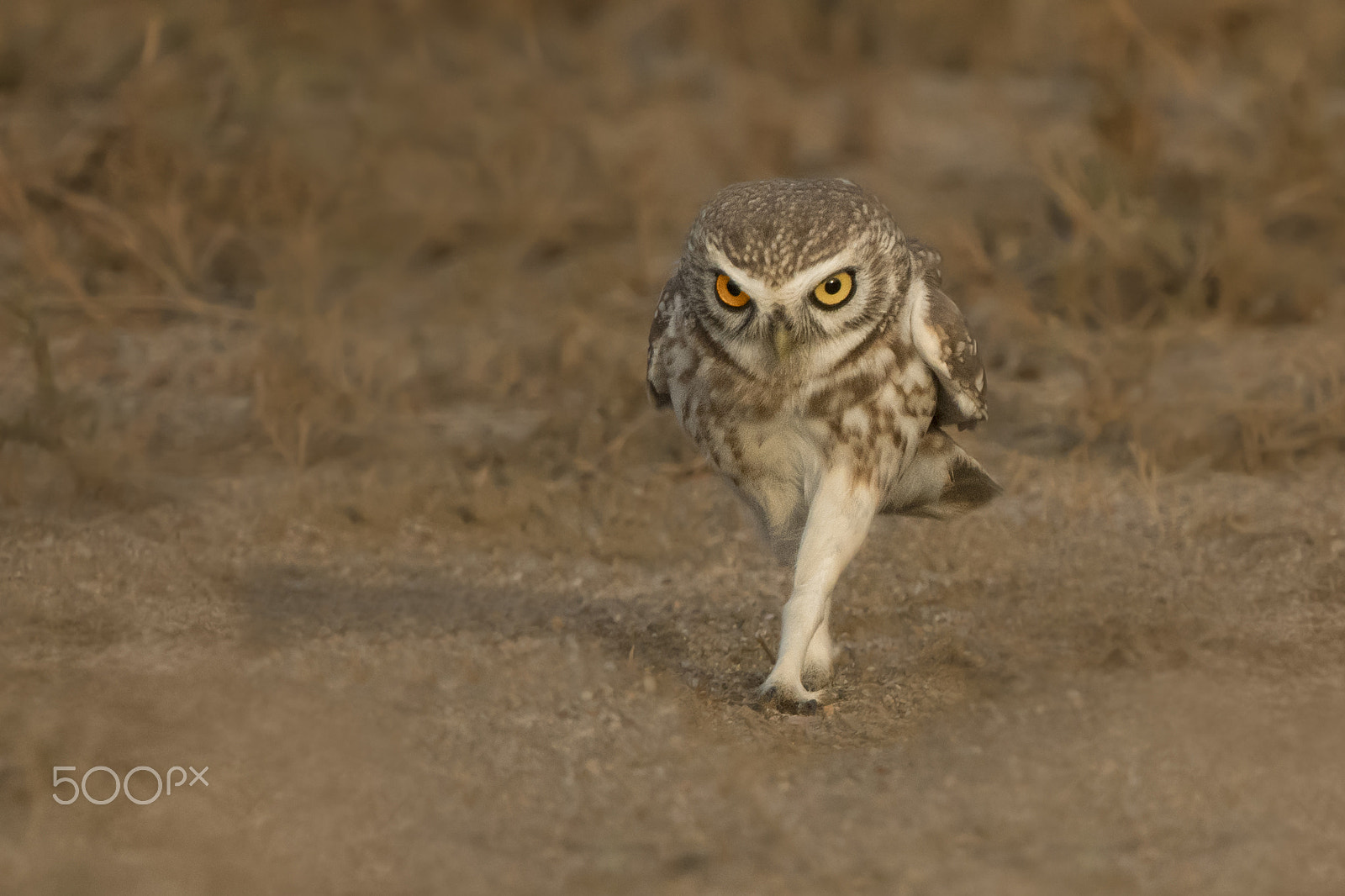 Nikon D500 sample photo. Military owl photography