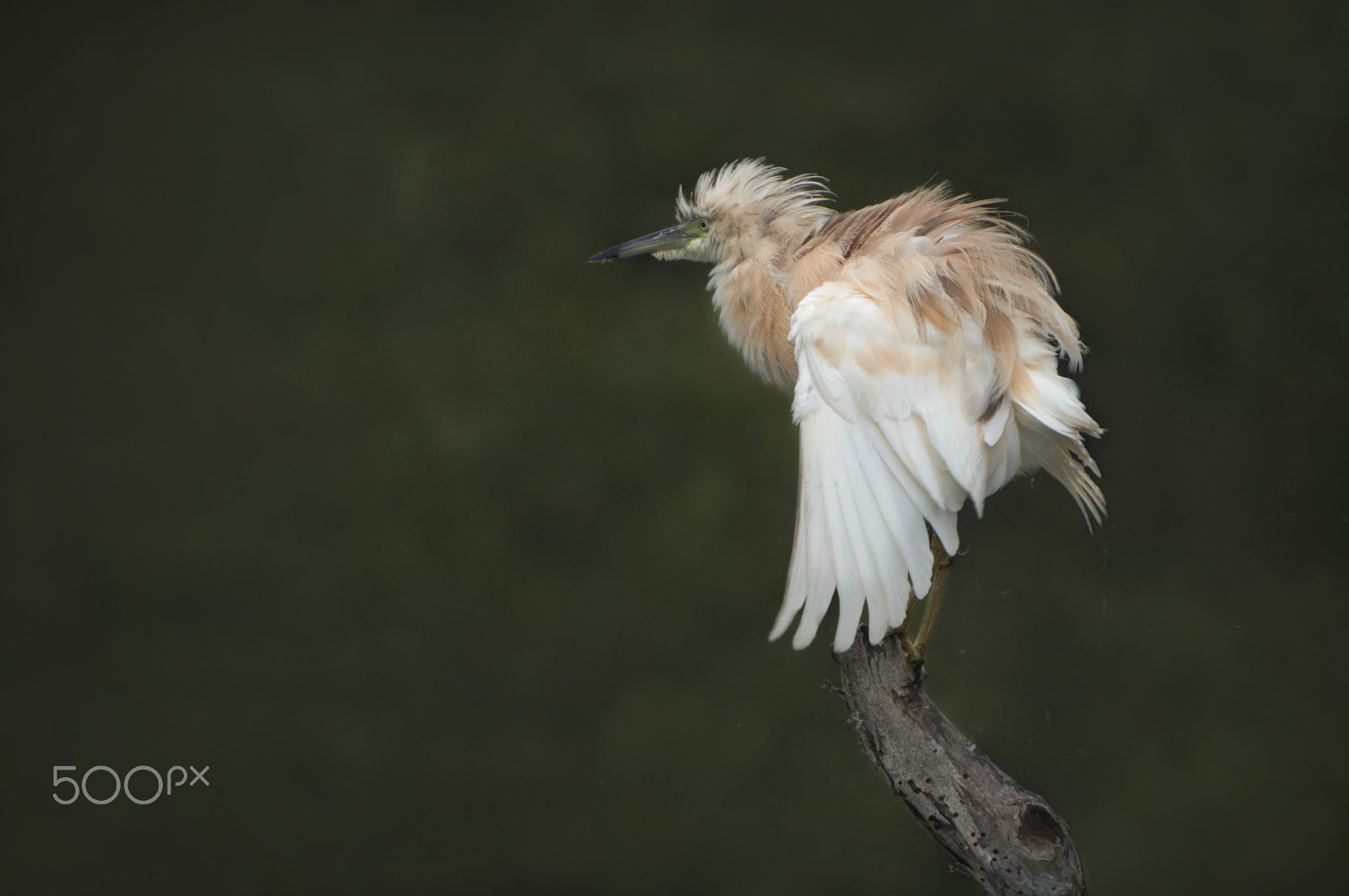 Nikon D4S sample photo. Squacco heron photography