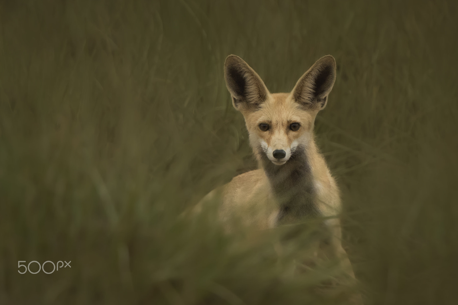 Nikon D500 sample photo. The fox photography