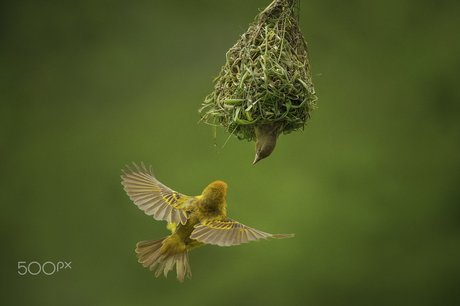 Nikon D4S sample photo. Weaver mating photography