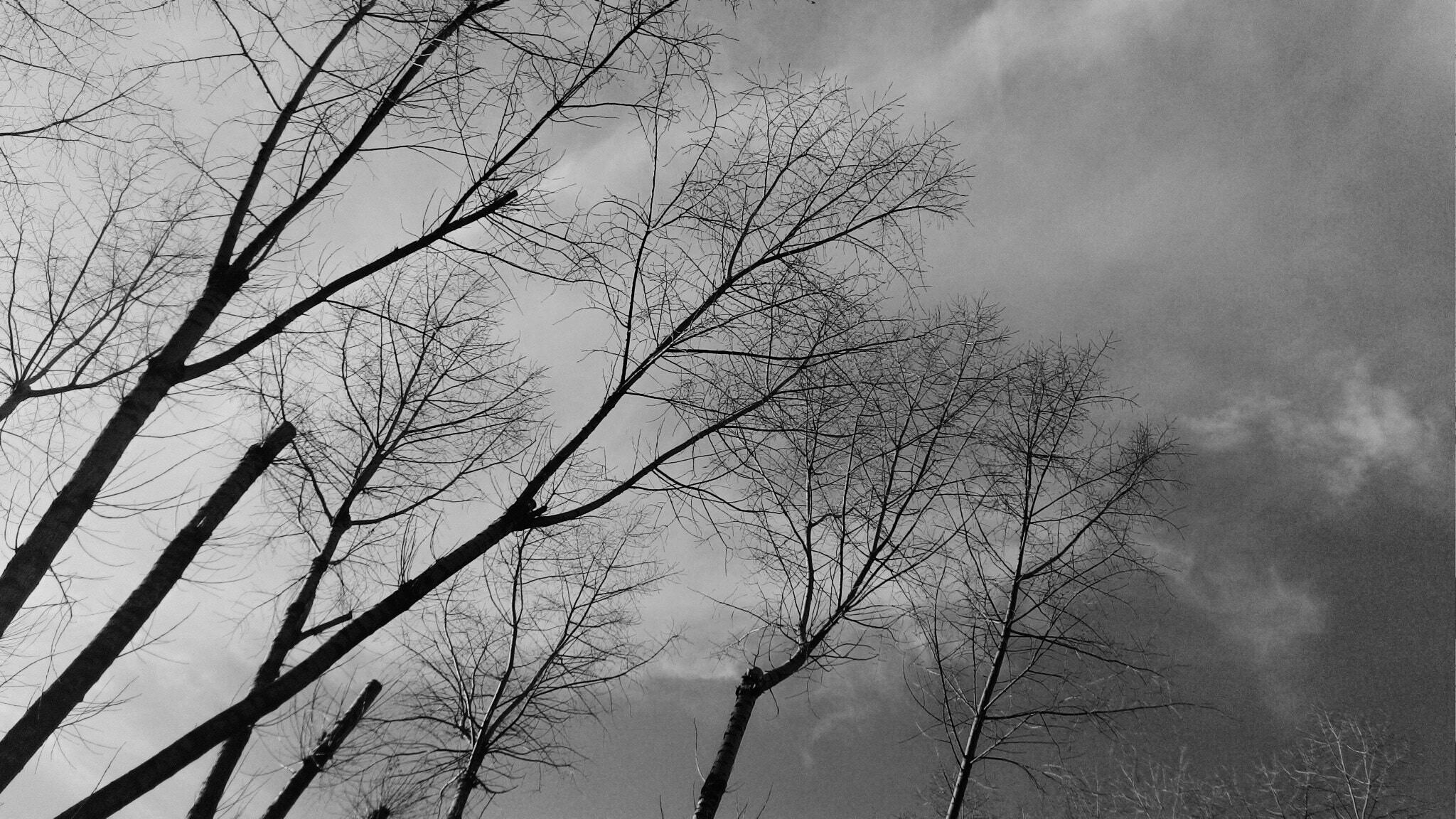 ASUS T00F sample photo. Gray trees photography