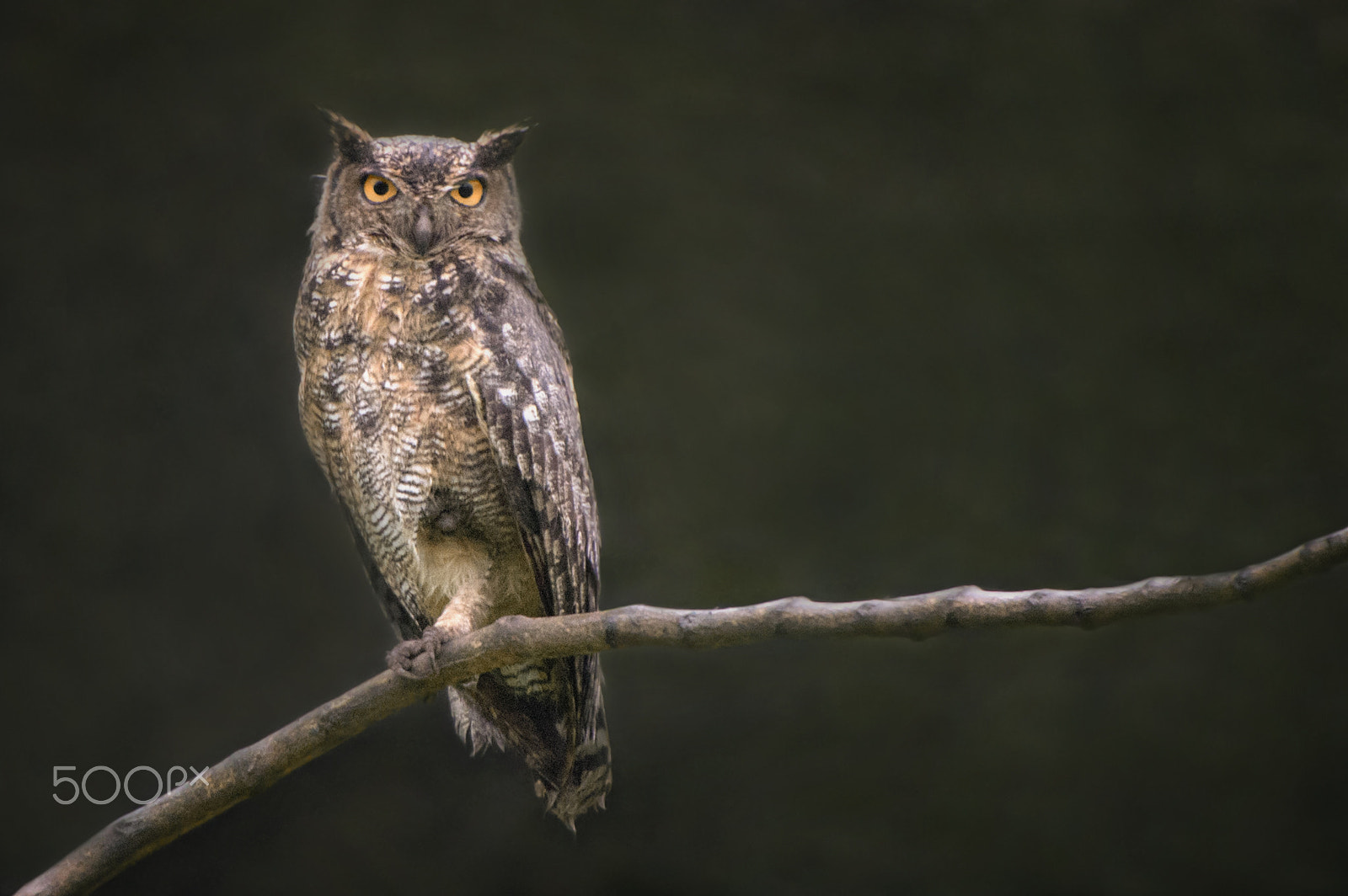 Nikon D4S sample photo. Spotted eagle owl photography