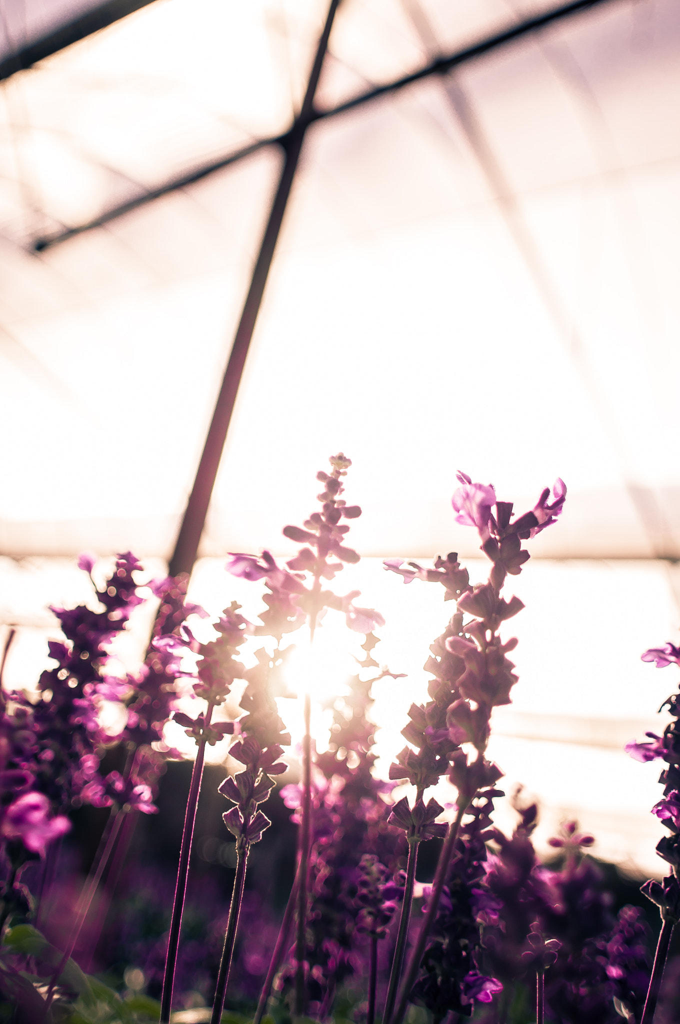 Nikon D90 + Nikon AF Nikkor 20mm F2.8D sample photo. Hokkaido lavender photography