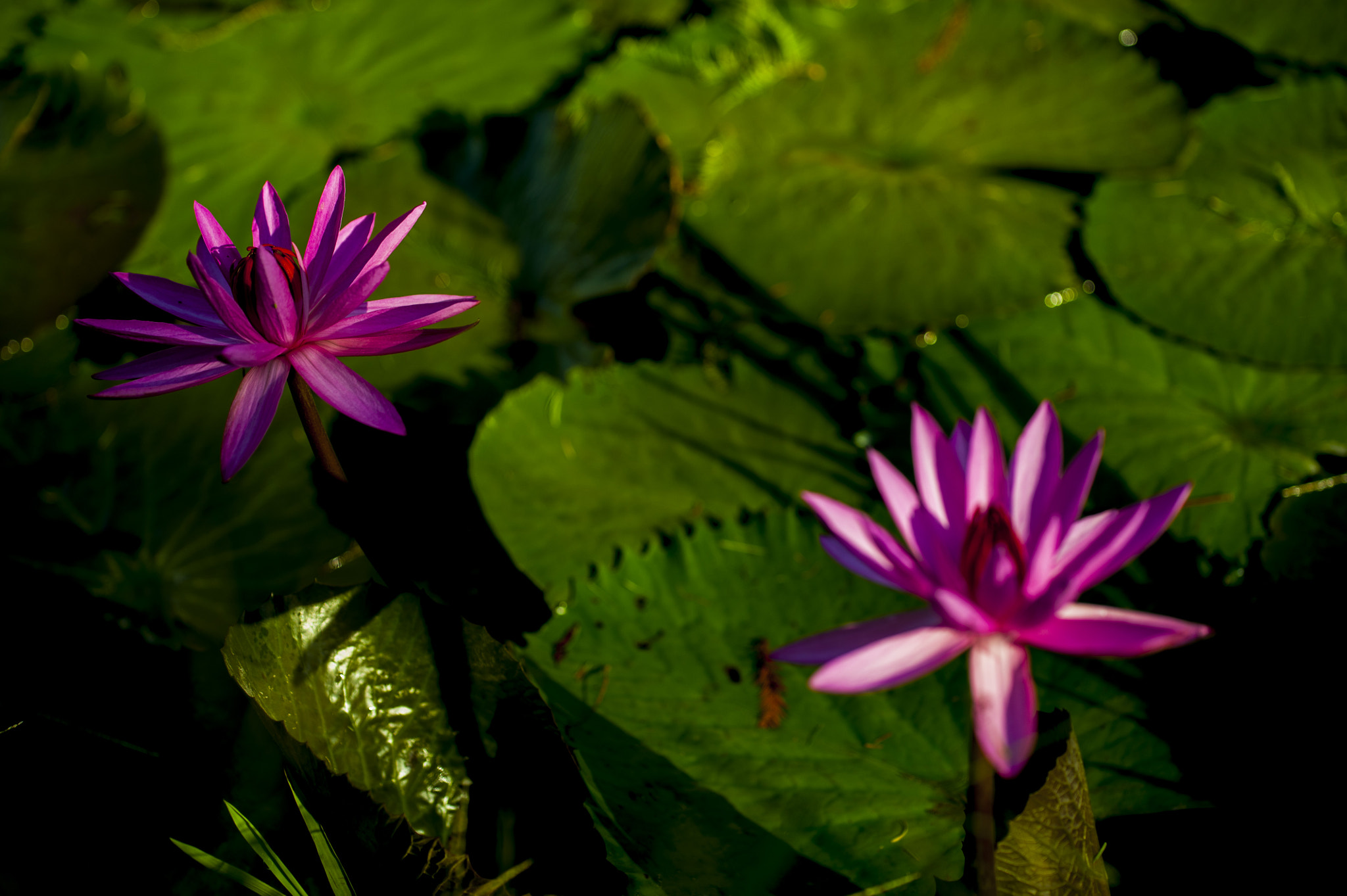 Nikon AF-S Nikkor 70-200mm F4G ED VR sample photo. 習拍荷花 photography