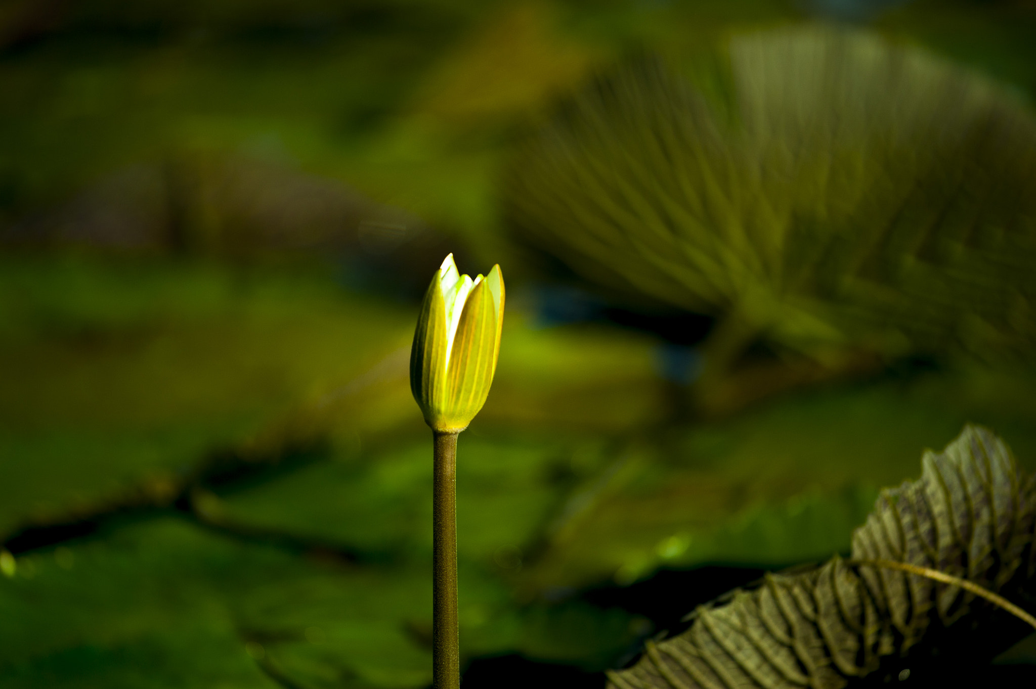 Nikon AF-S Nikkor 70-200mm F4G ED VR sample photo. 習拍荷花 複製 photography