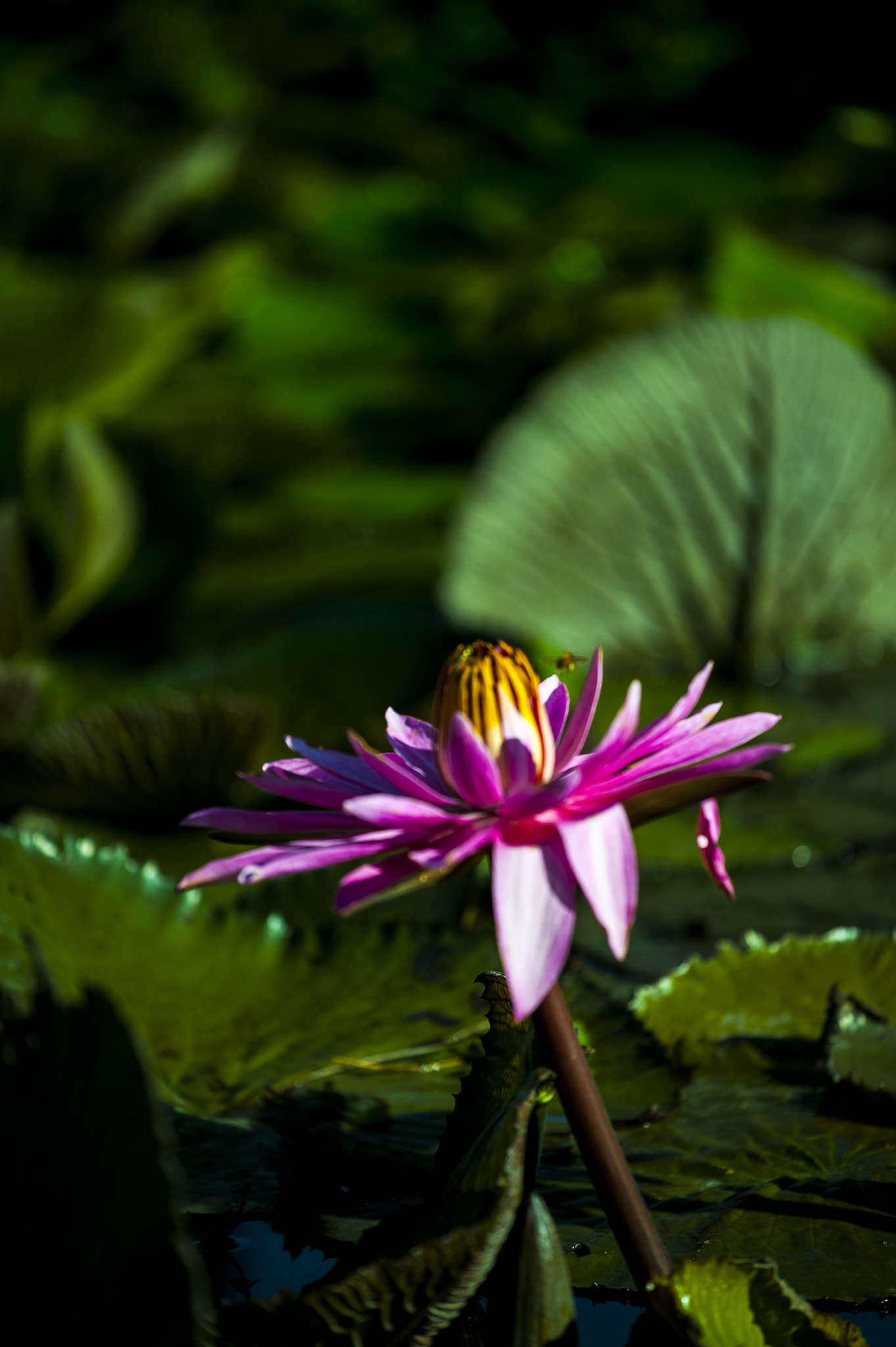 Nikon AF-S Nikkor 70-200mm F4G ED VR sample photo. 習拍荷花 複製 photography