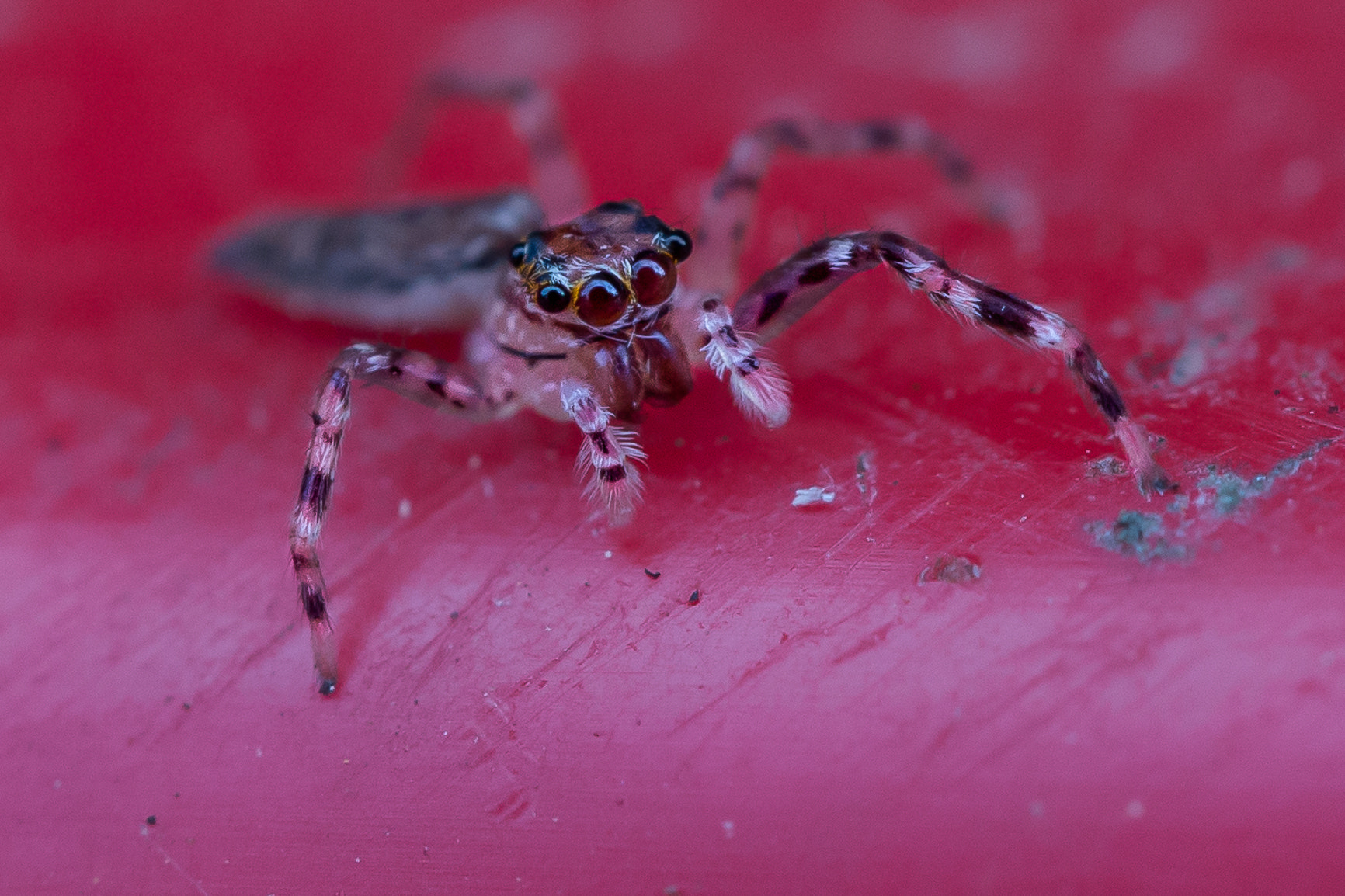 Canon EOS 6D + Canon EF 100mm F2.8L Macro IS USM sample photo. Jumping spider photography