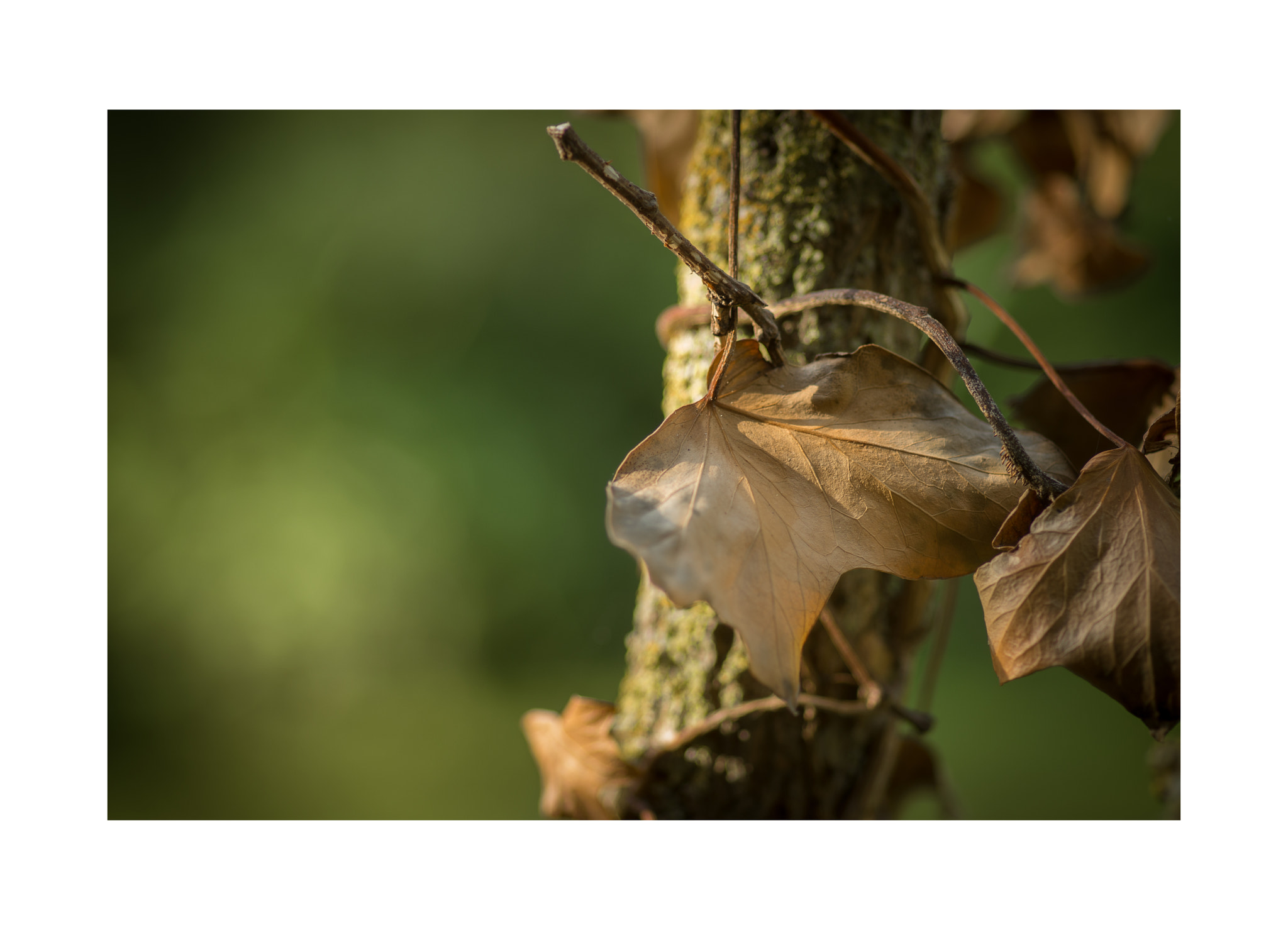 Pentax smc D-FA 100mm F2.8 Macro WR sample photo. Img photography