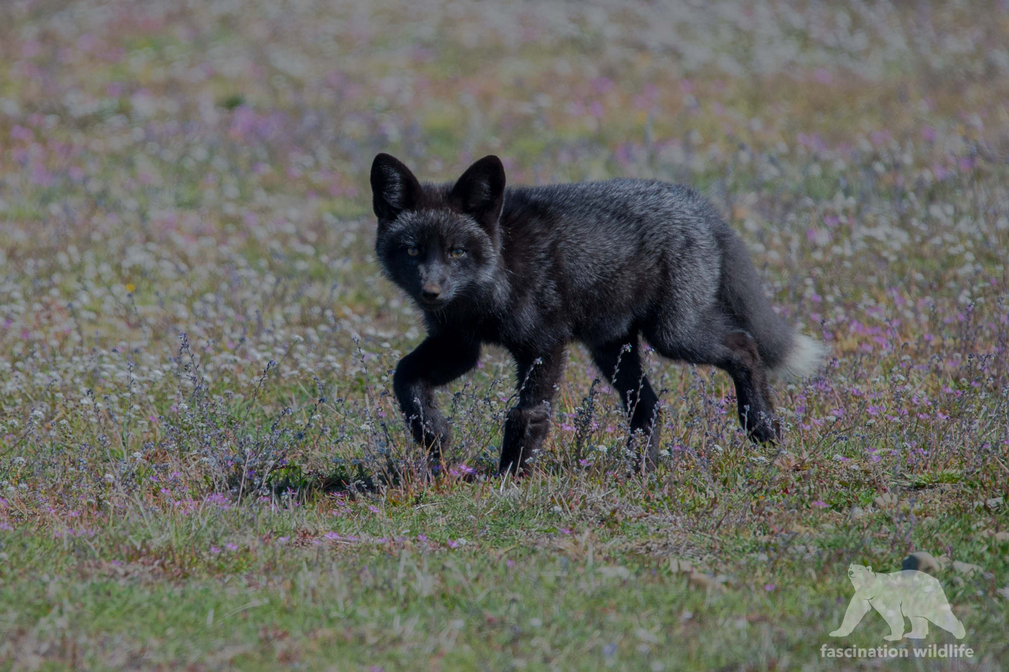 Sigma 150-600mm F5-6.3 DG OS HSM | S sample photo. Fox & flowers photography