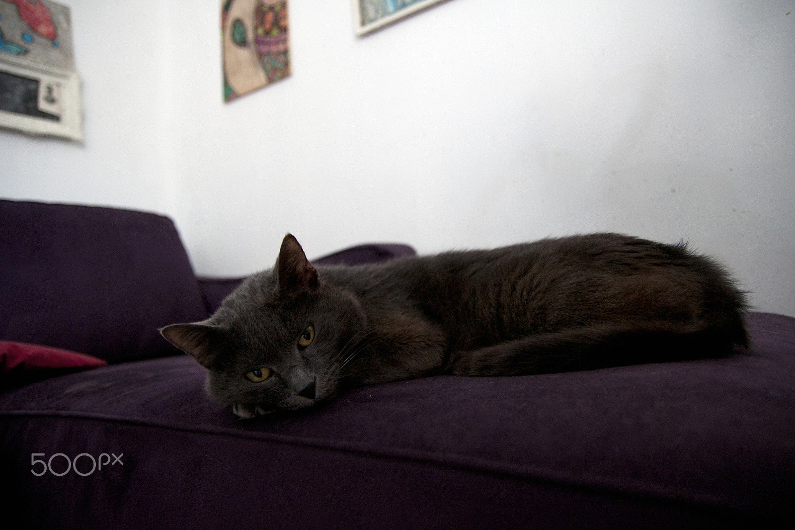 Sony Alpha DSLR-A700 sample photo. Cha(t)selongue... photography