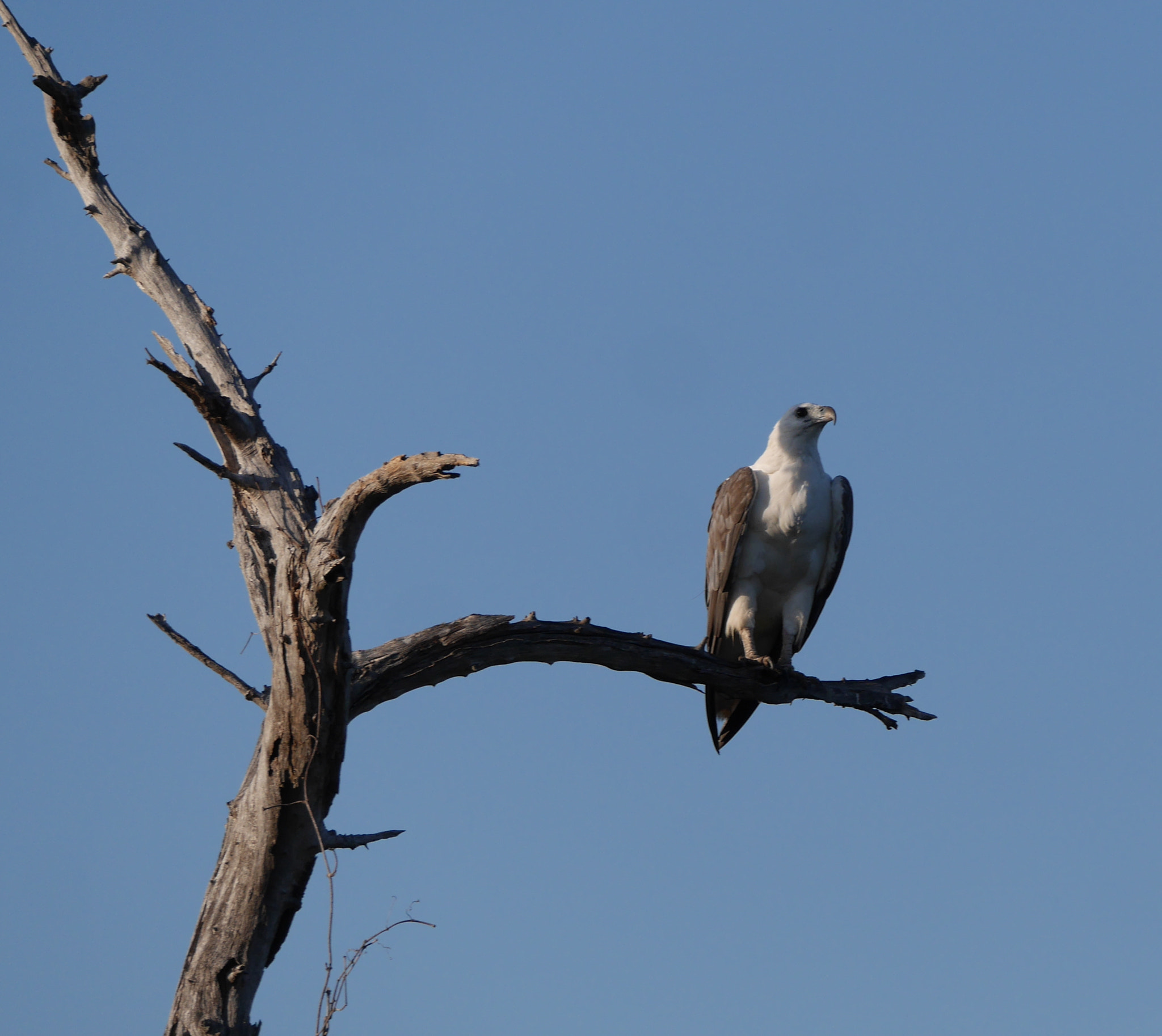 Panasonic Lumix DMC-GX7 sample photo. Yellow water eagle √√√ photography