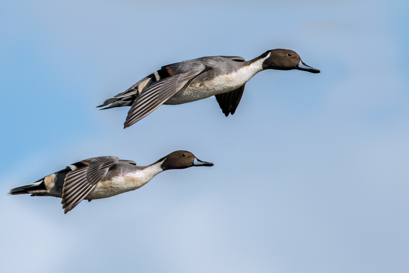 Canon EF 300mm F2.8L IS II USM sample photo. Codons photography