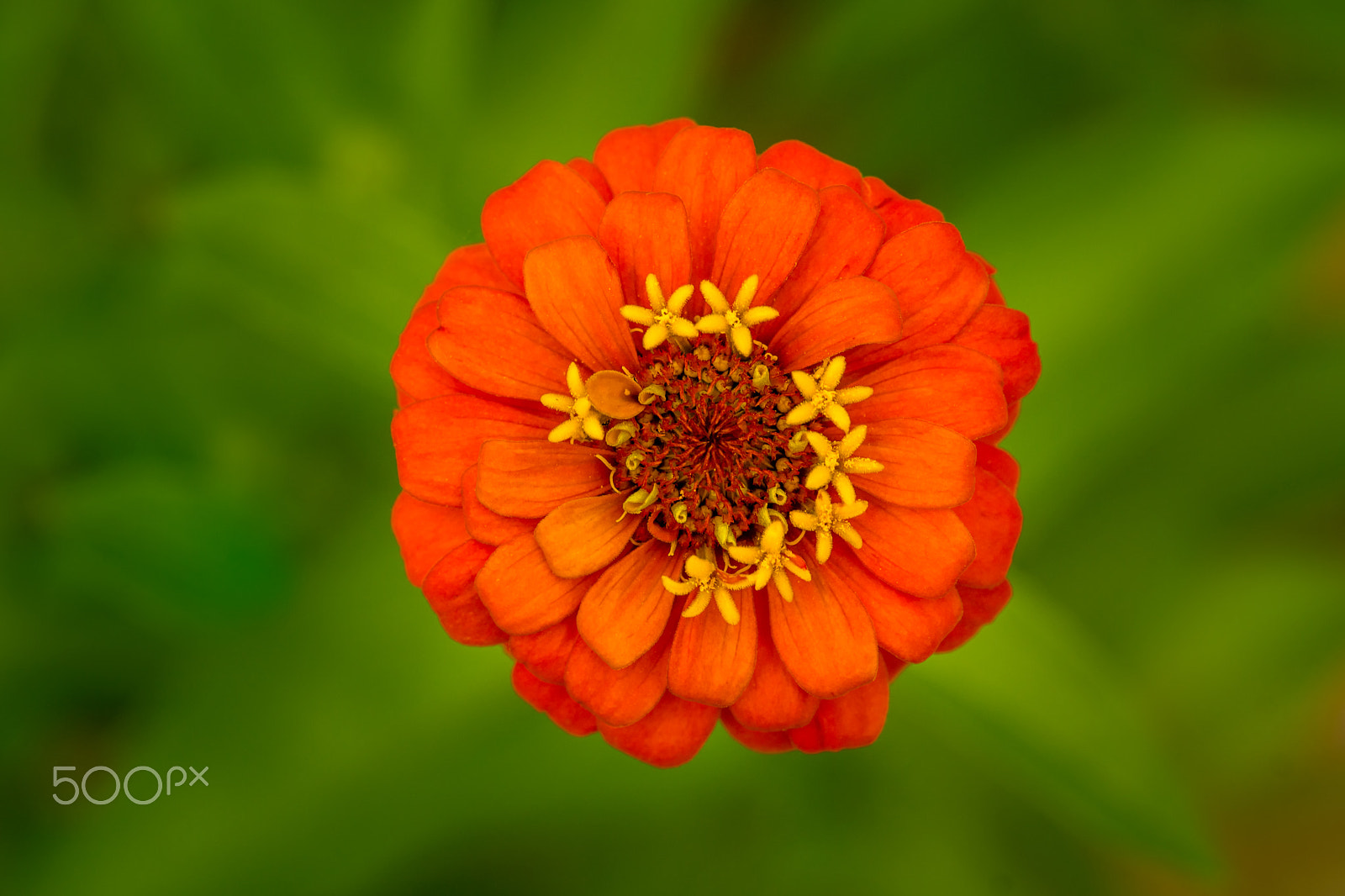 Sony SLT-A65 (SLT-A65V) sample photo. Orange zinnia flower photography