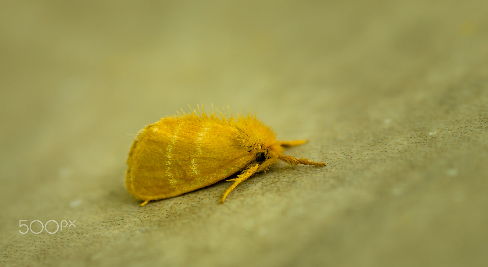 Sony SLT-A65 (SLT-A65V) + Sigma 30mm F1.4 EX DC HSM sample photo. Moth photography