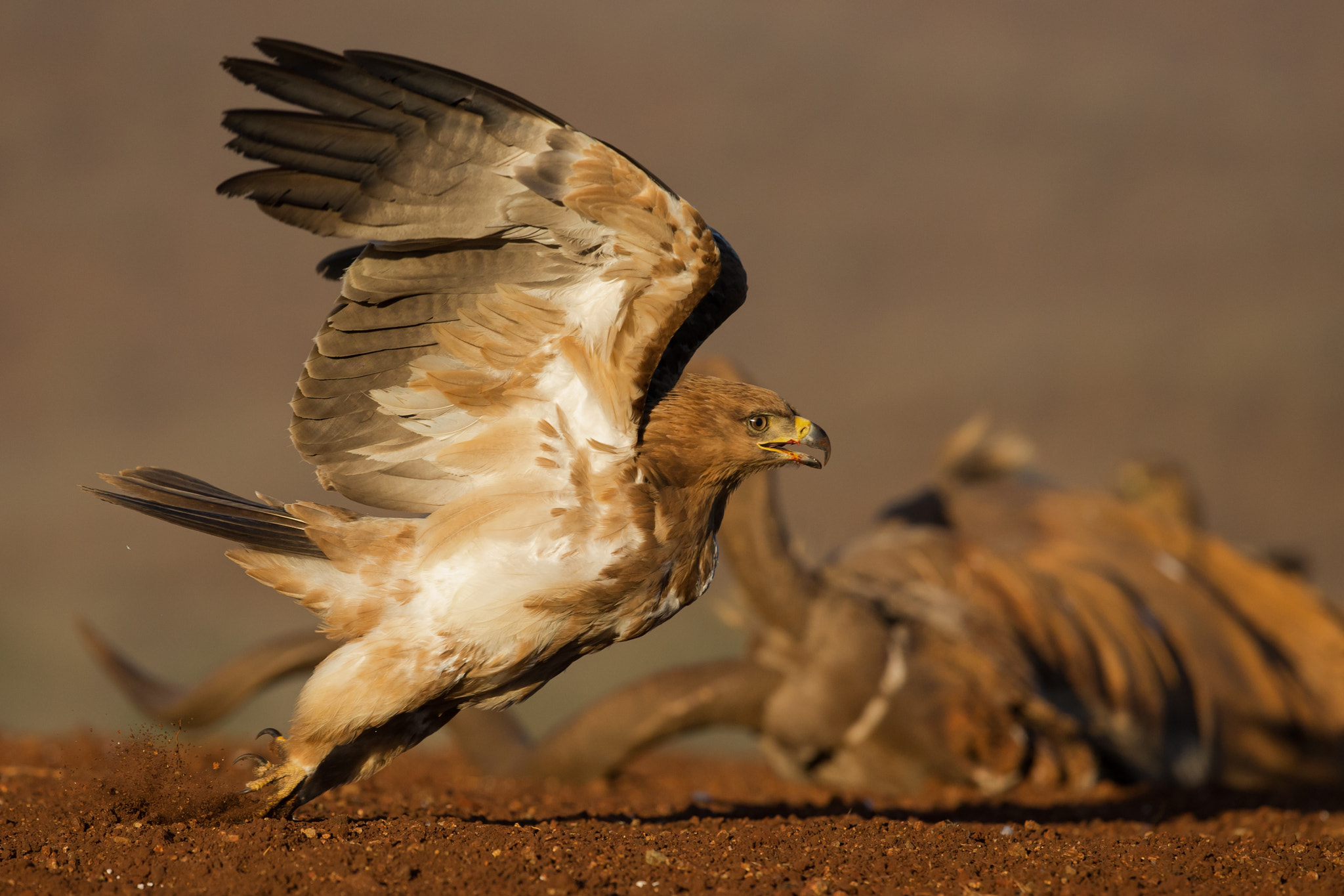 Canon EF 300mm F2.8L IS II USM sample photo. Tawny eagle photography