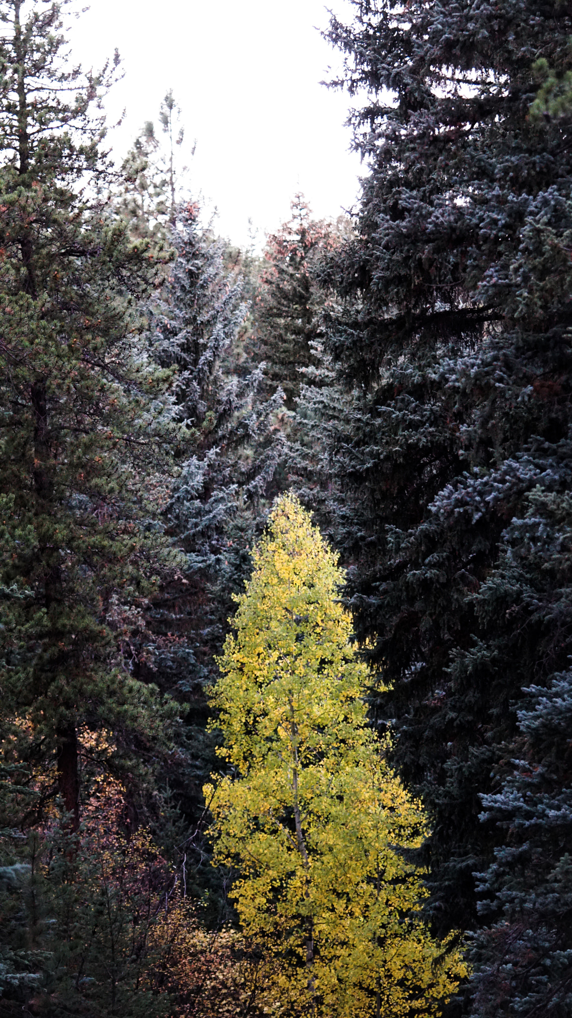 Sony a6300 + Sony FE 90mm F2.8 Macro G OSS sample photo. Aspen in solitude photography