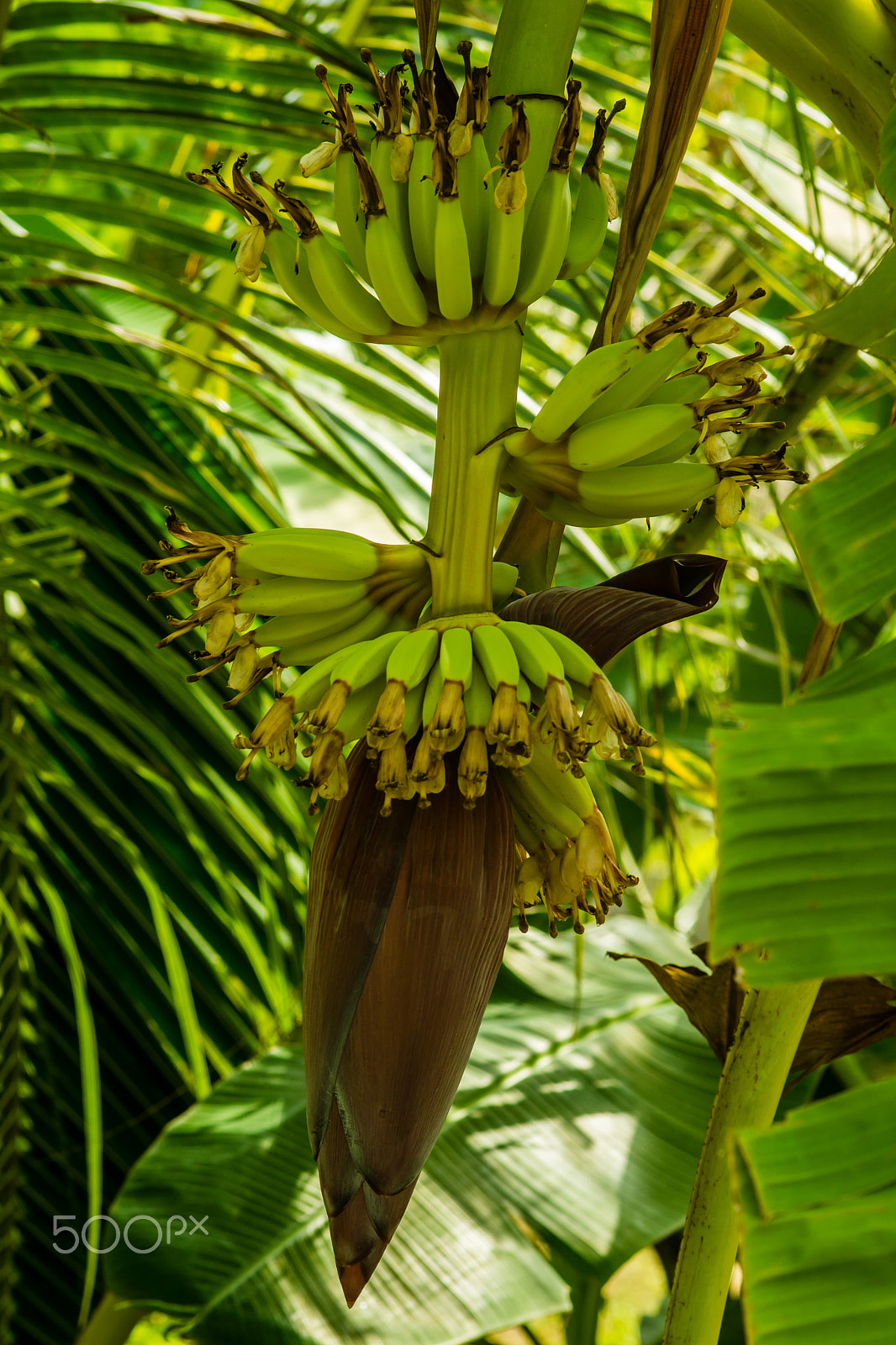 Sony SLT-A65 (SLT-A65V) + Sigma 30mm F1.4 EX DC HSM sample photo. Banana photography