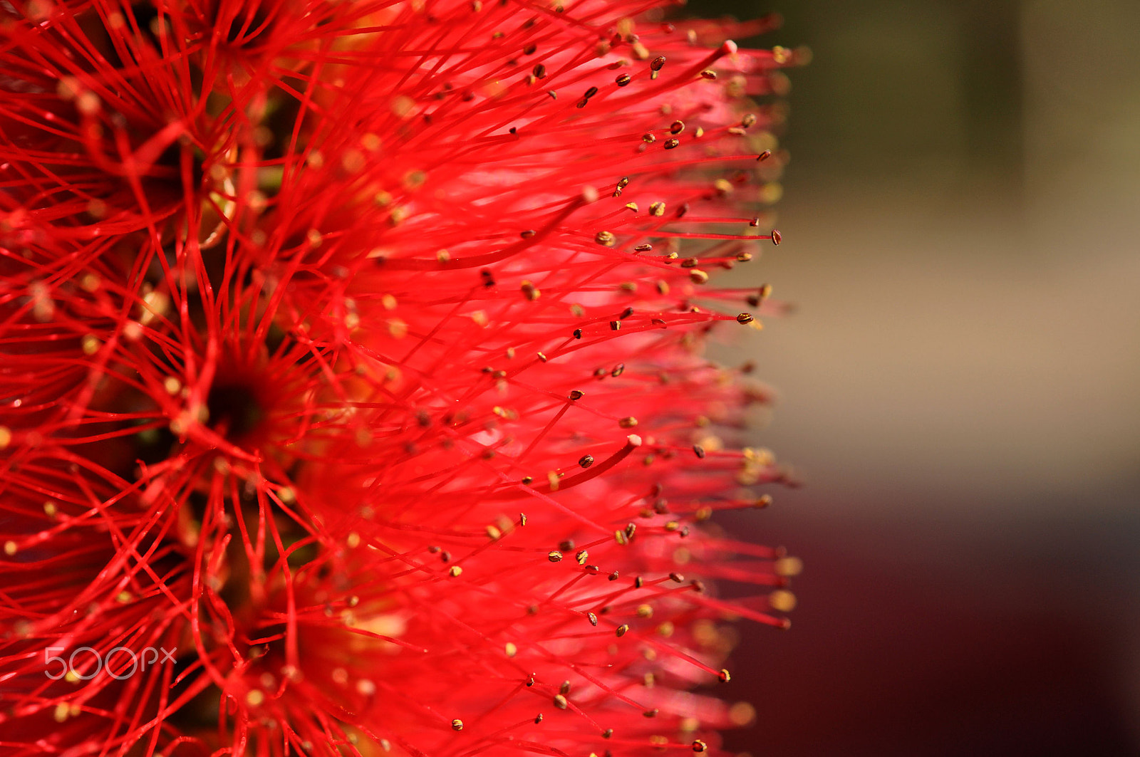 Nikon AF-S Micro-Nikkor 60mm F2.8G ED sample photo. Synthetic photography