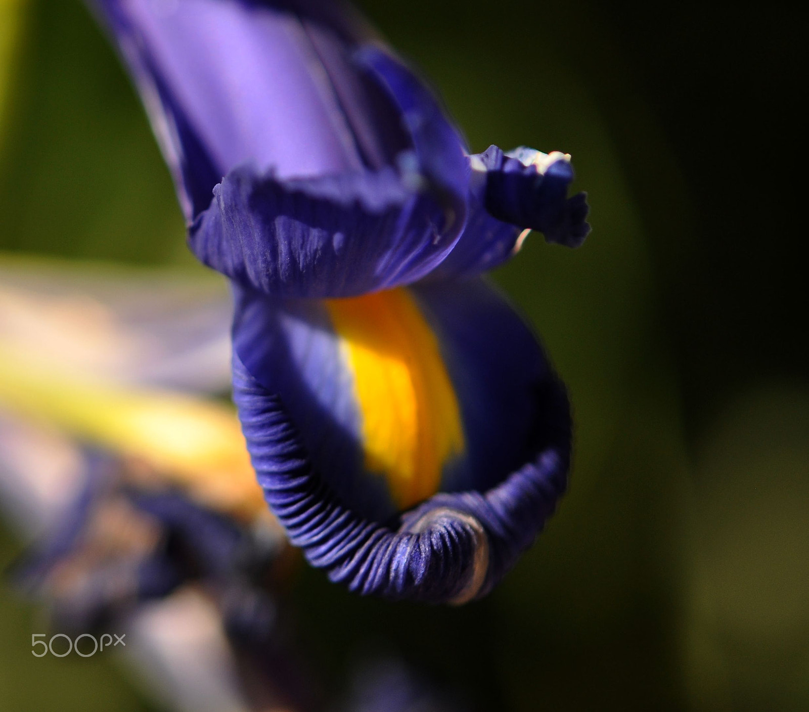 Nikon AF-S Micro-Nikkor 60mm F2.8G ED sample photo. Blegh! photography