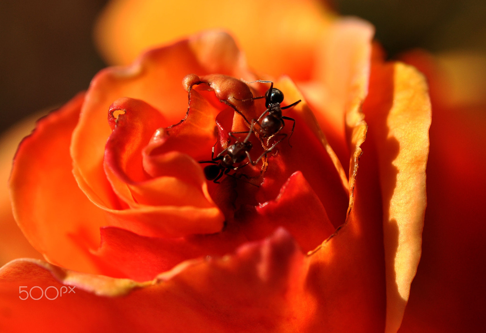 Nikon AF-S Micro-Nikkor 60mm F2.8G ED sample photo. Wacky waving antennae photography