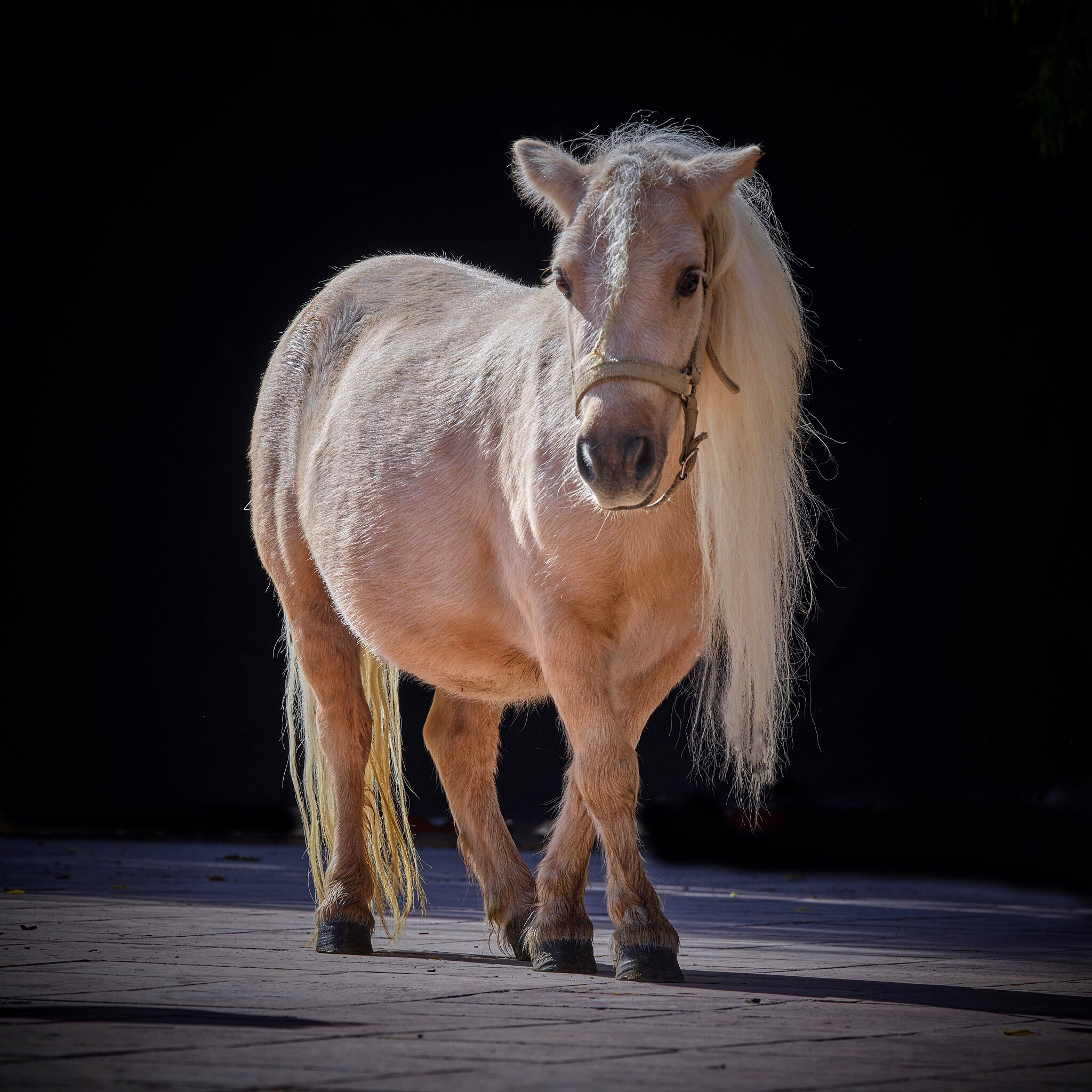 Schneider LS 240mm f/4.5 sample photo. Pony photography