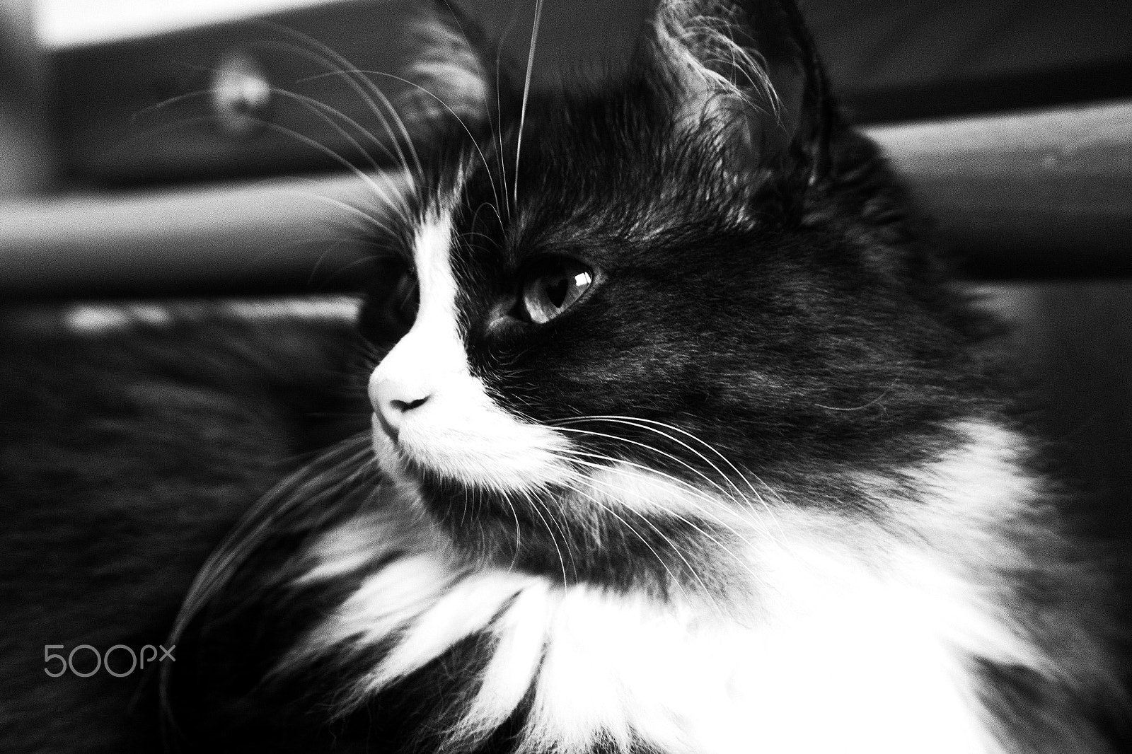 Samsung NX1100 sample photo. Cat photography