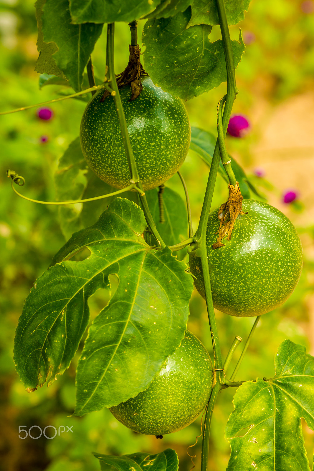 Sony SLT-A65 (SLT-A65V) + Sigma 30mm F1.4 EX DC HSM sample photo. Passion fruit photography