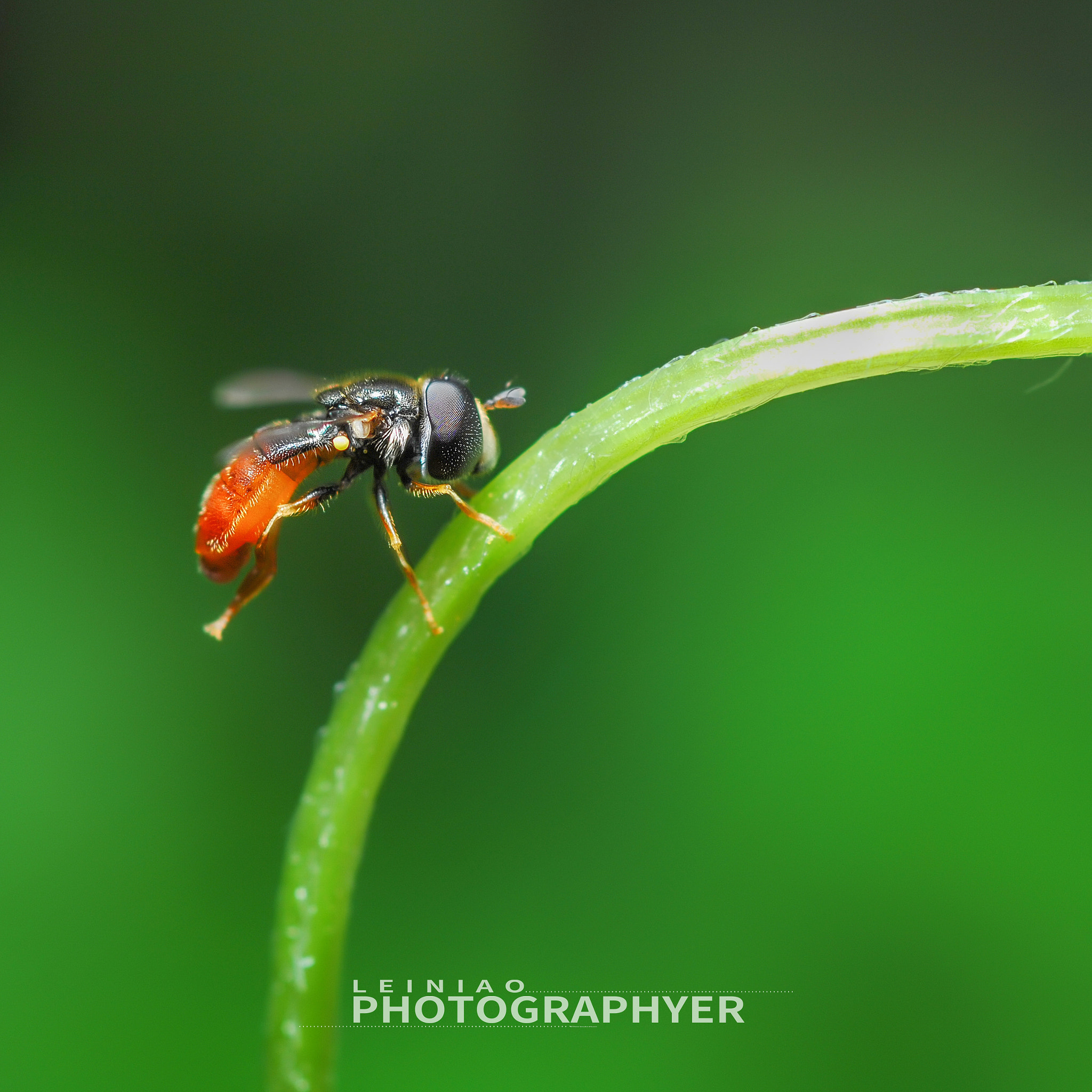 Nikon D2X sample photo. Tiny life，wonderful word！ photography