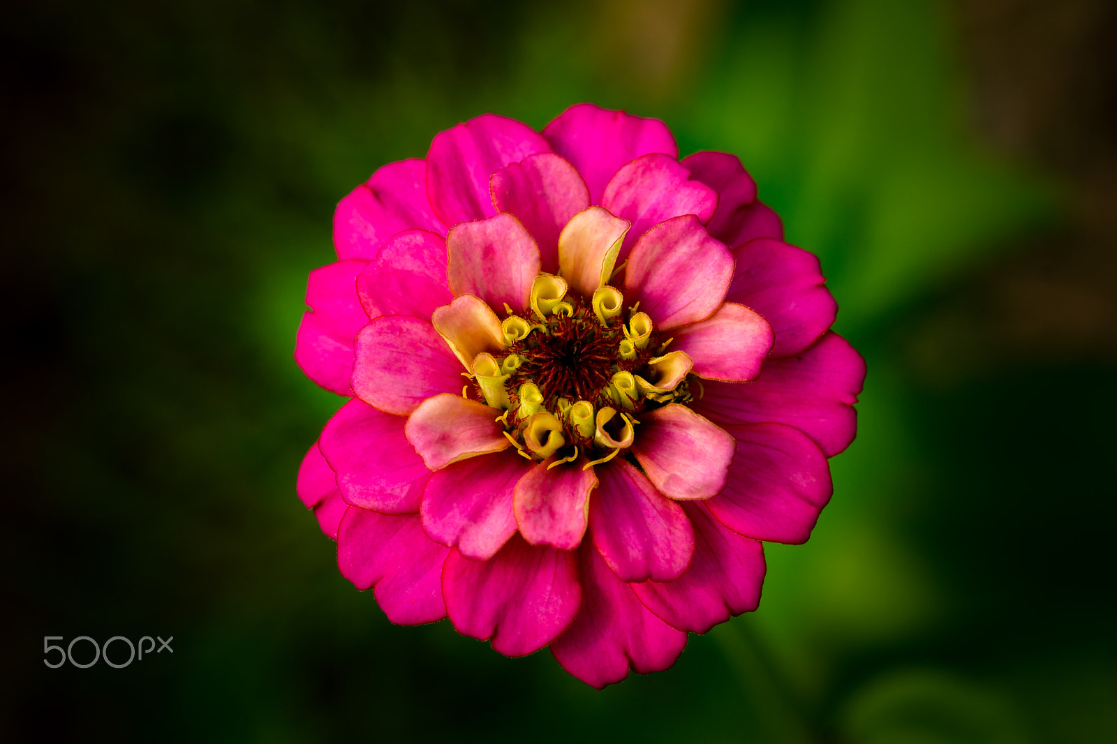 Sony SLT-A65 (SLT-A65V) sample photo. Pink zinnia flower photography