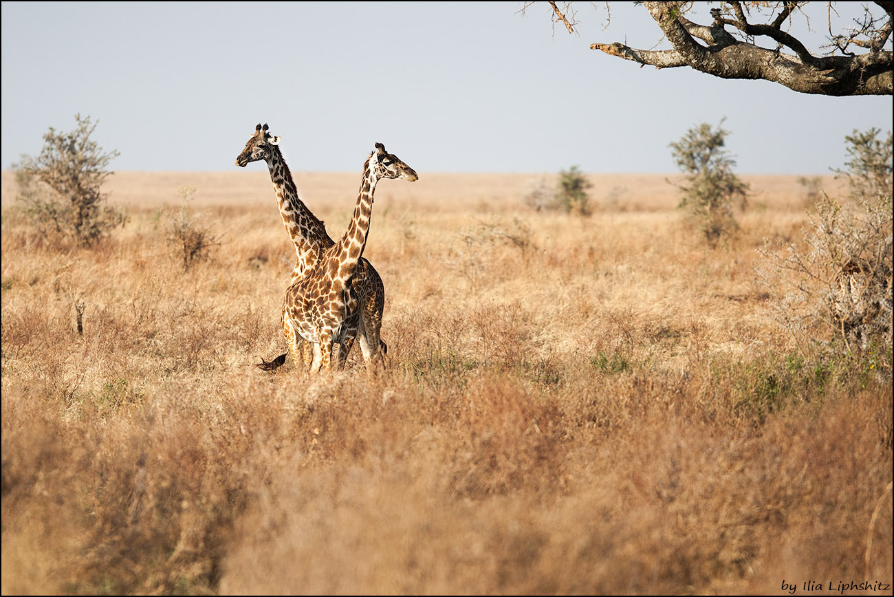 Canon EF 300mm F2.8L IS USM sample photo. Giraffes of serengeti №4 photography